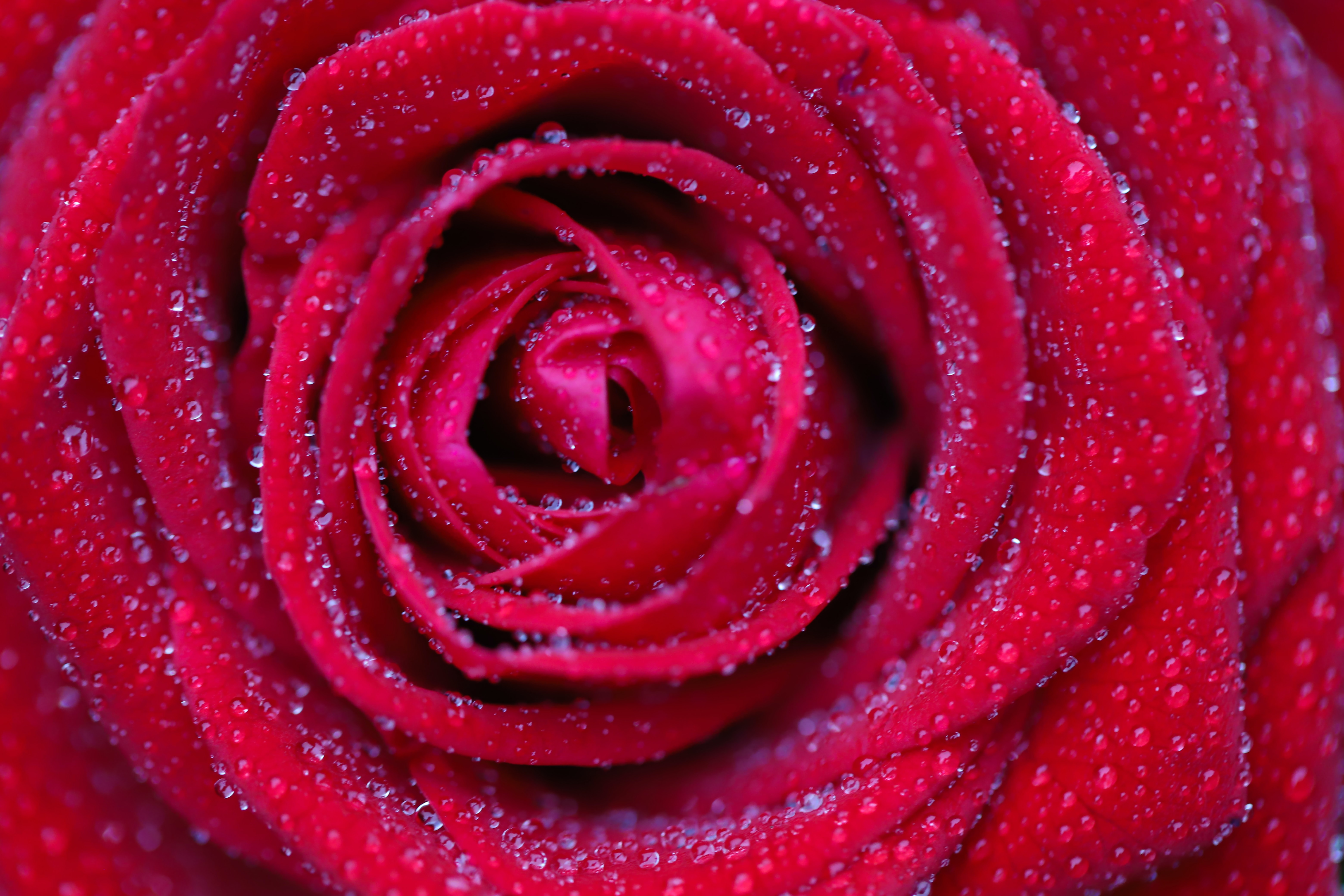 Download mobile wallpaper Flower, Macro, Petals, Rose Flower, Rose, Drops for free.