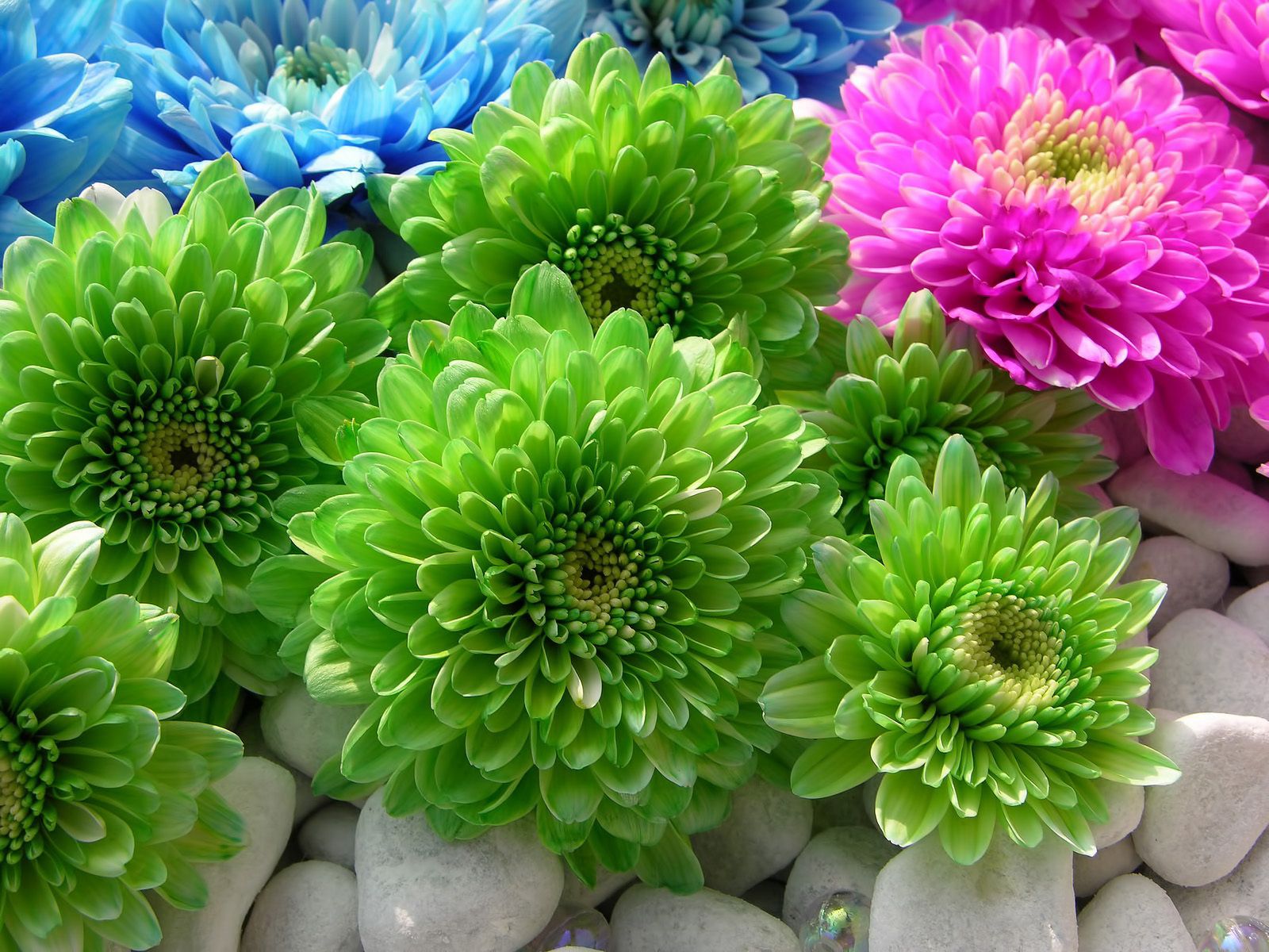 bright, flowers, stones, chrysanthemum, multicolored