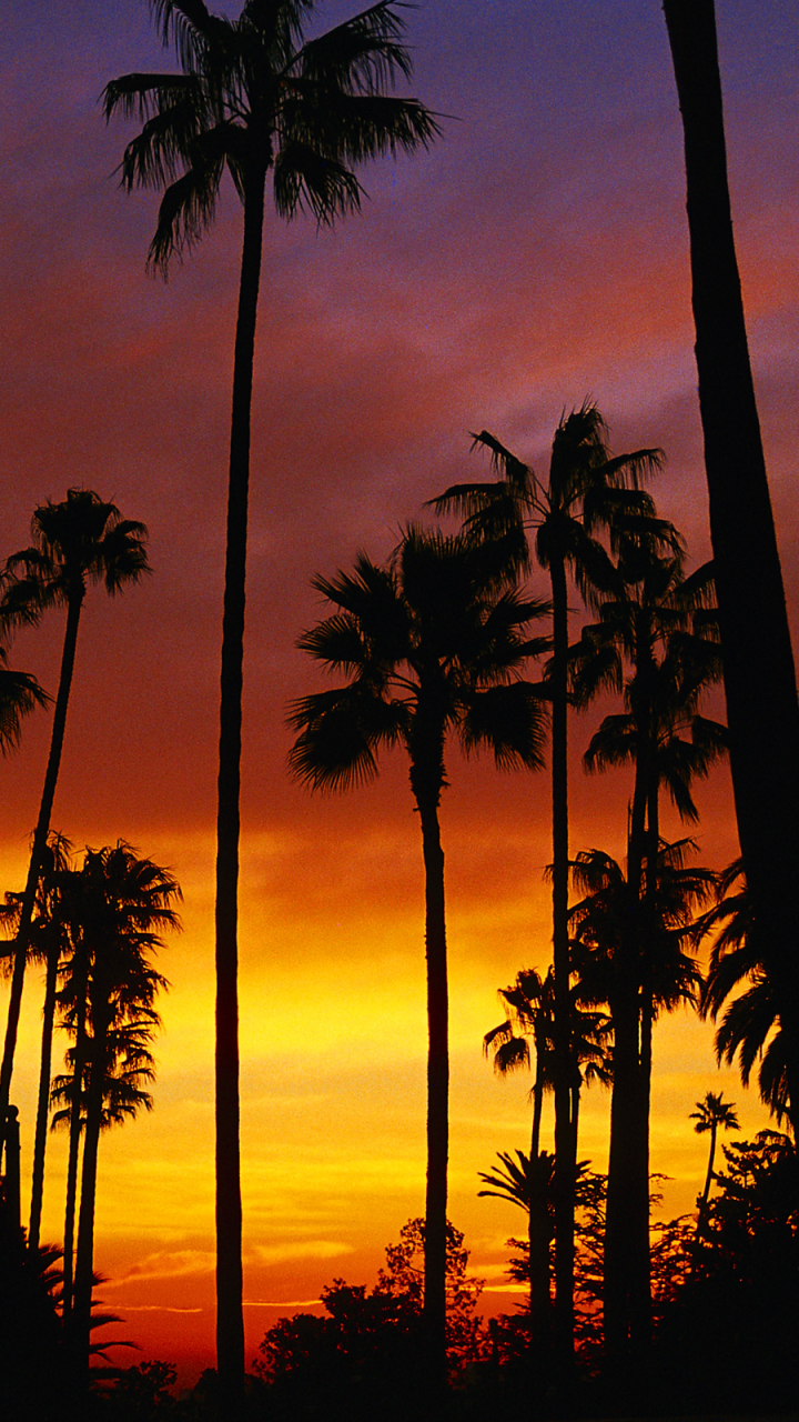 Free download Iphone Aesthetic California Aesthetic Sunset Wallpaper  1364x2048 for your Desktop Mobile  Tablet  Explore 34 California  Backgrounds  California Beaches Wallpaper California Angels Wallpaper  California Coast Wallpaper