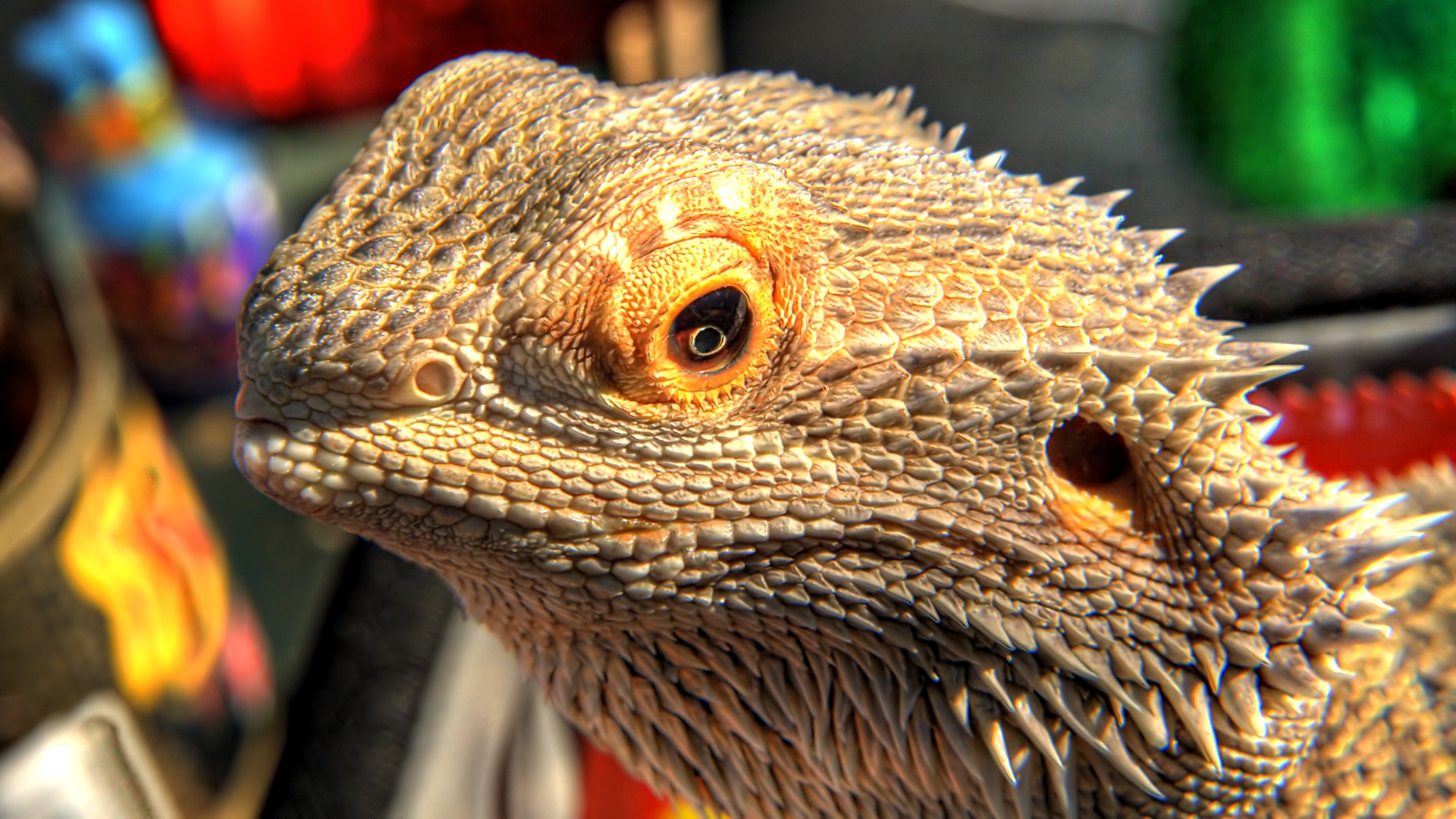 4500 Bearded Dragon Stock Photos Pictures  RoyaltyFree Images  iStock   Bearded dragon on white Bearded dragon white background Central bearded  dragon