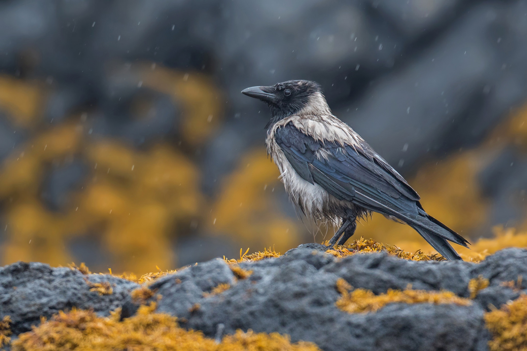 Hooded Crow cellphone Wallpaper