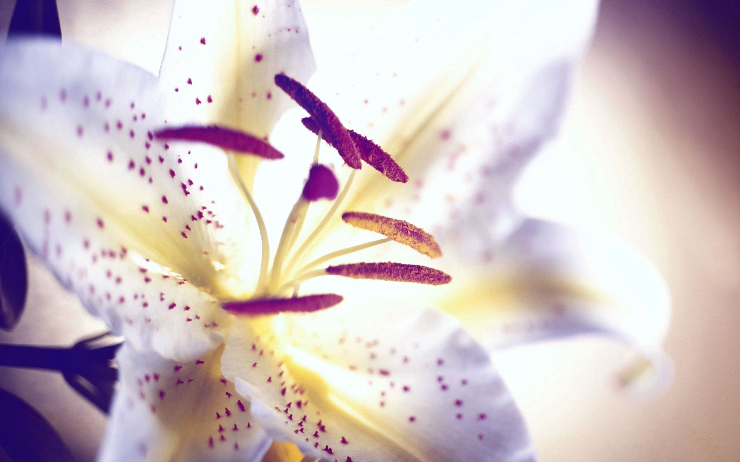 macro, flower, light, petals, light coloured, lily, stamens phone background