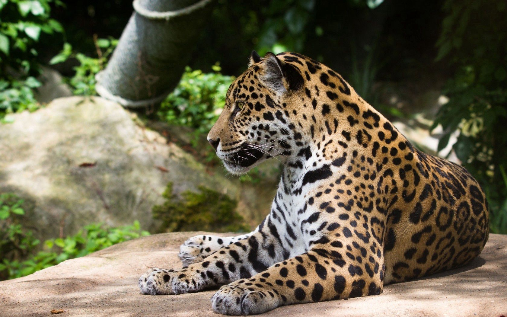 HD wallpaper animals, jaguar, predator, wild cat, wildcat