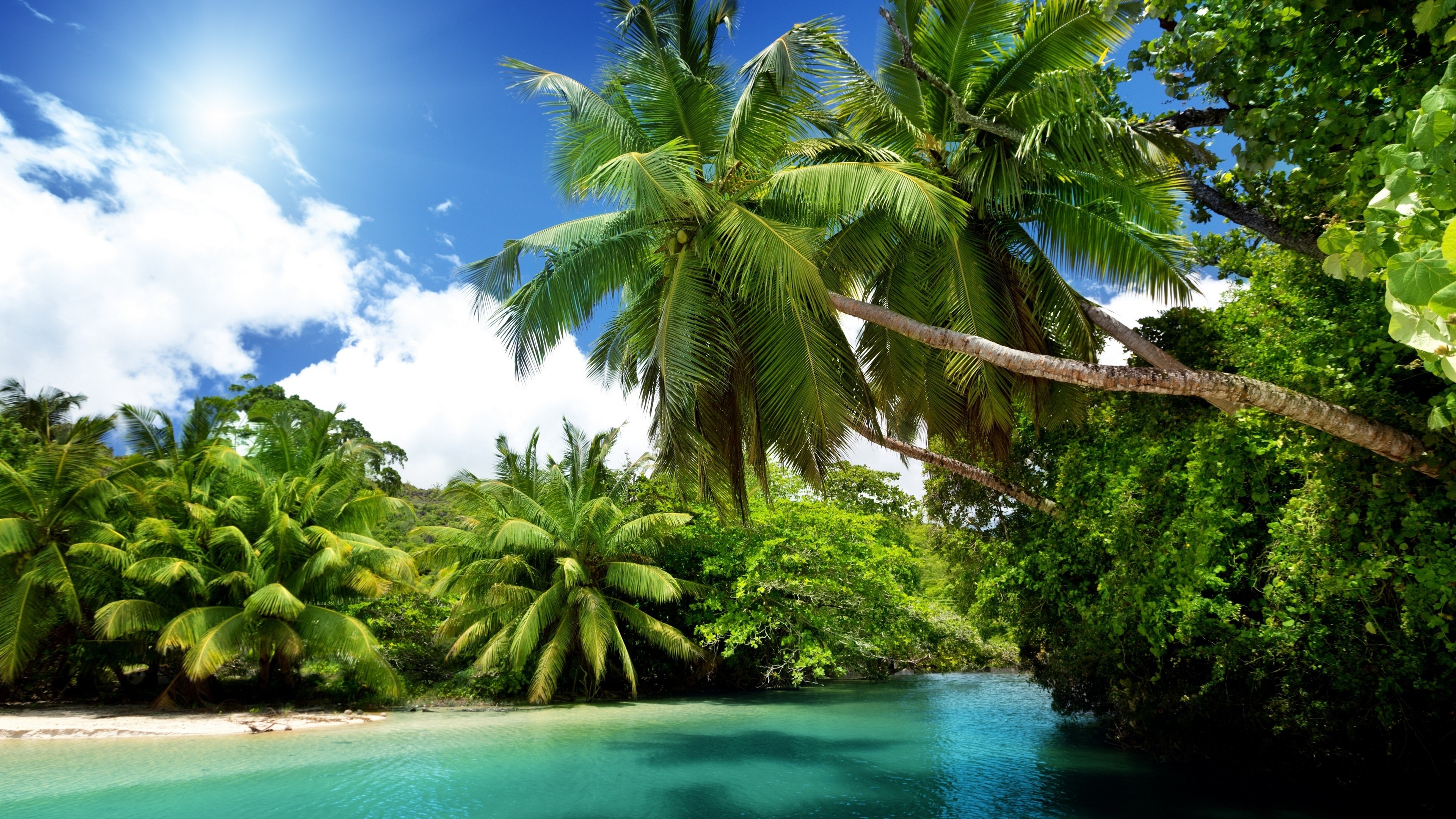 palm tree, tropical, lagoon, earth, tropics HD wallpaper