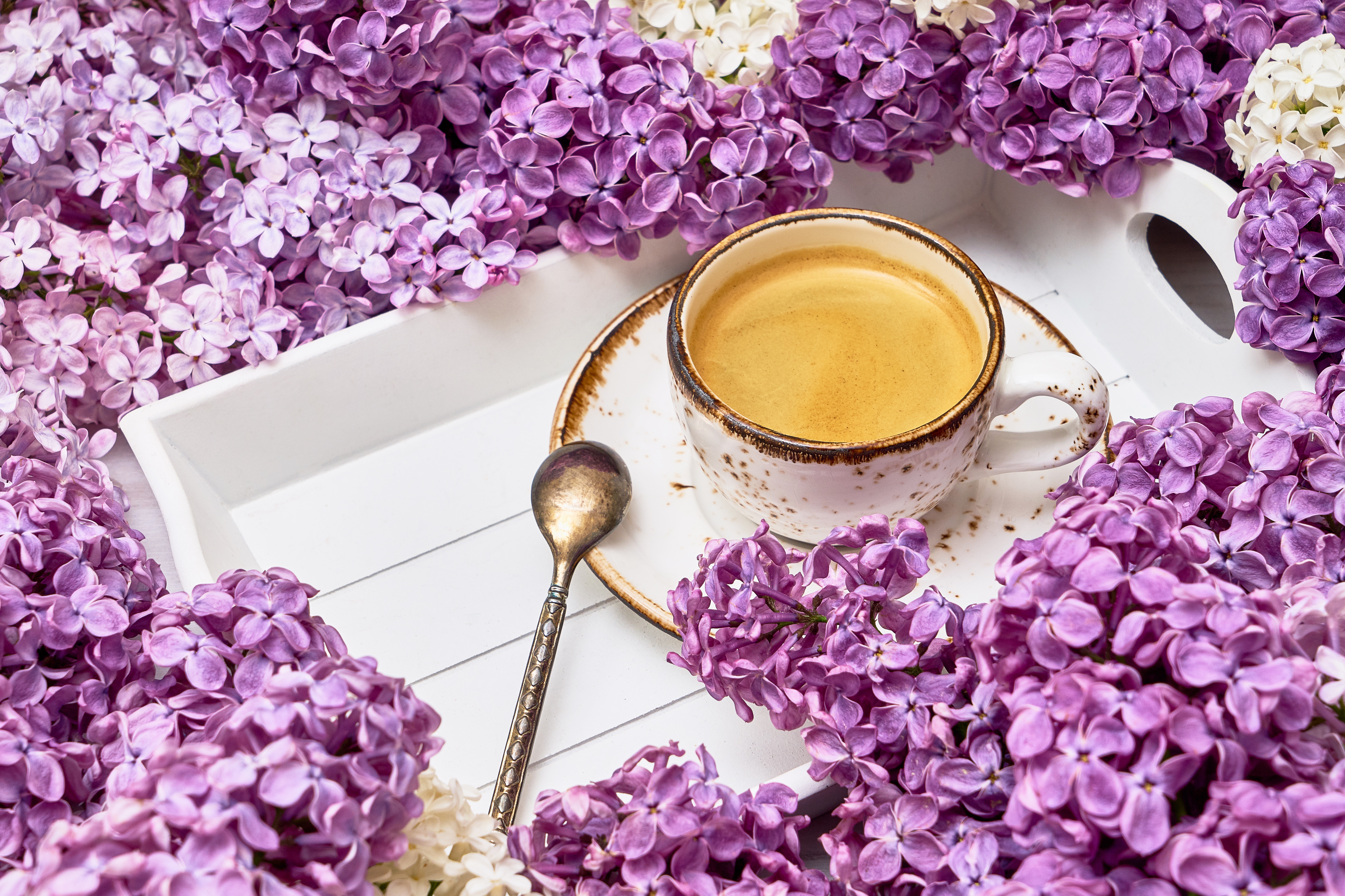 Чай с цветами сирени