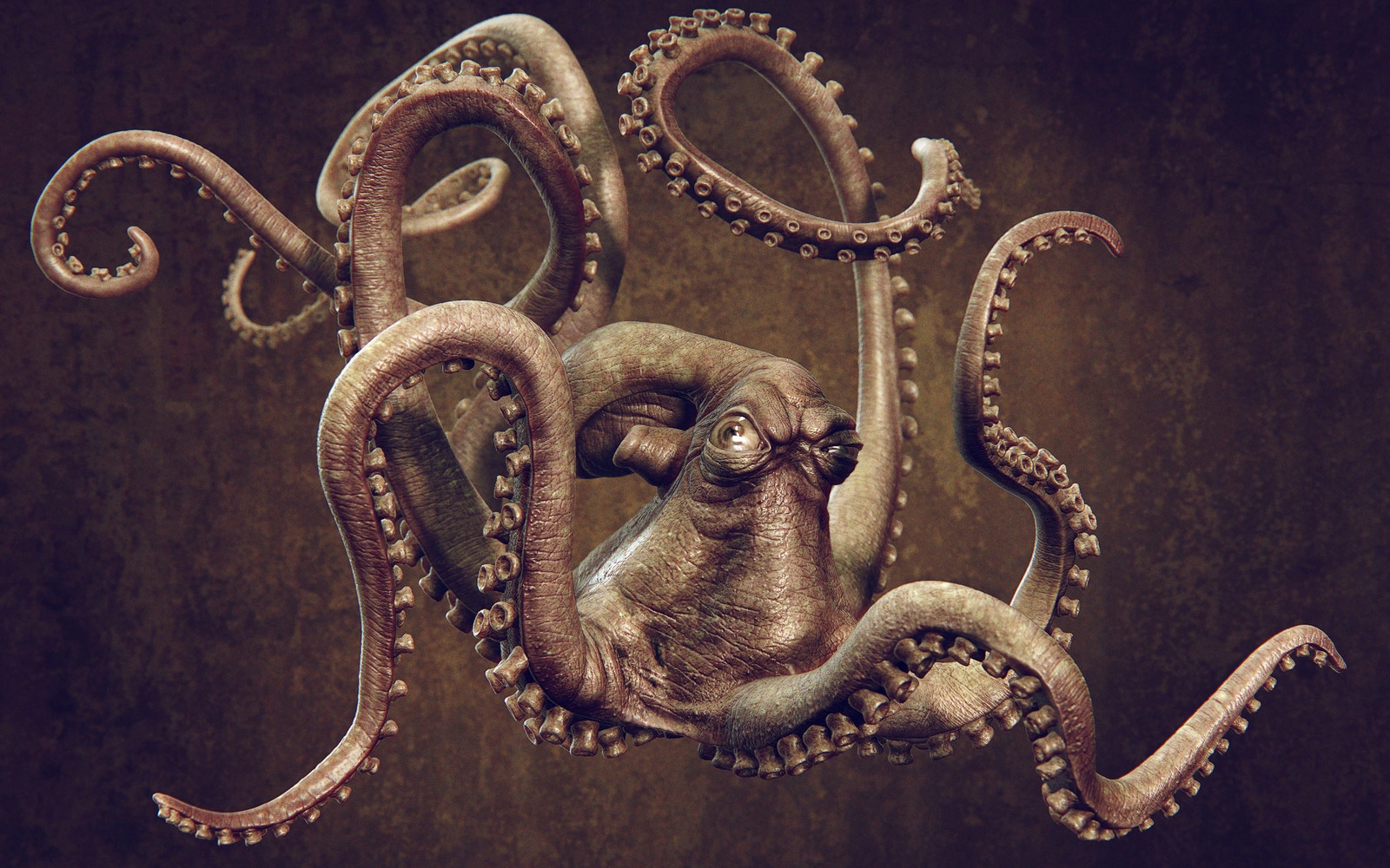 octopus, animal