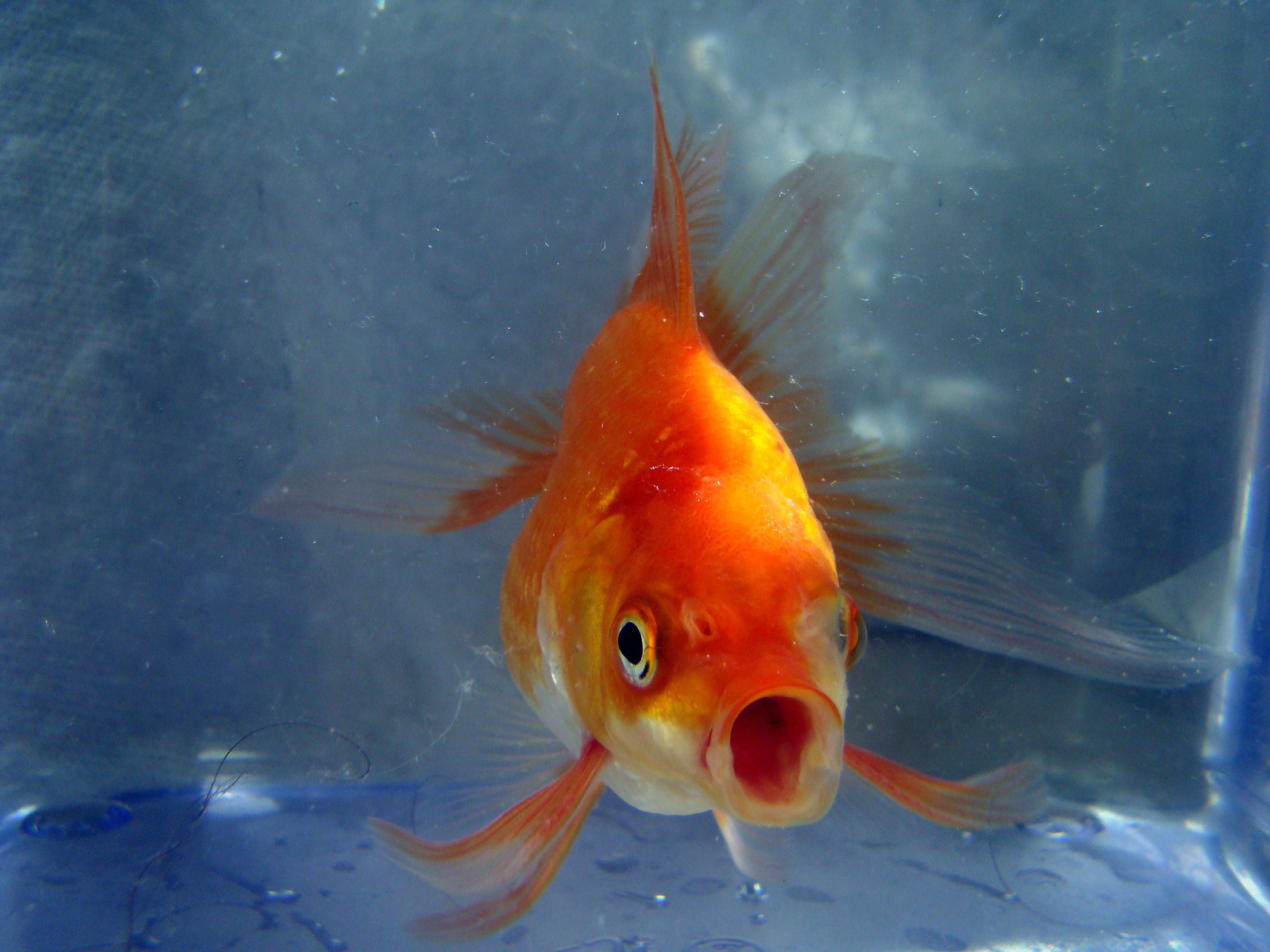 Страшная Золотая рыбка