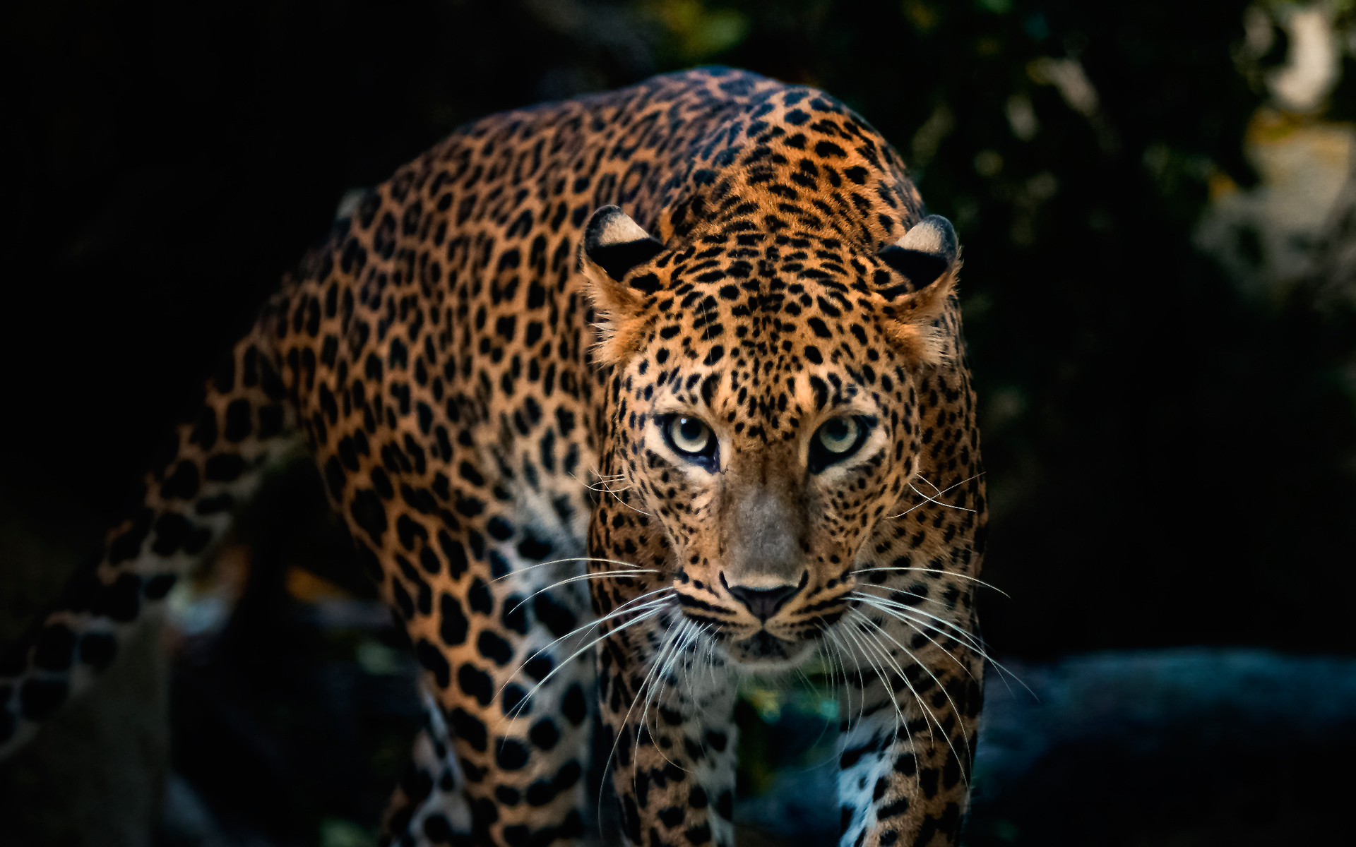 399147 Hintergrundbild herunterladen tiere, leopard, katzen - Bildschirmschoner und Bilder kostenlos