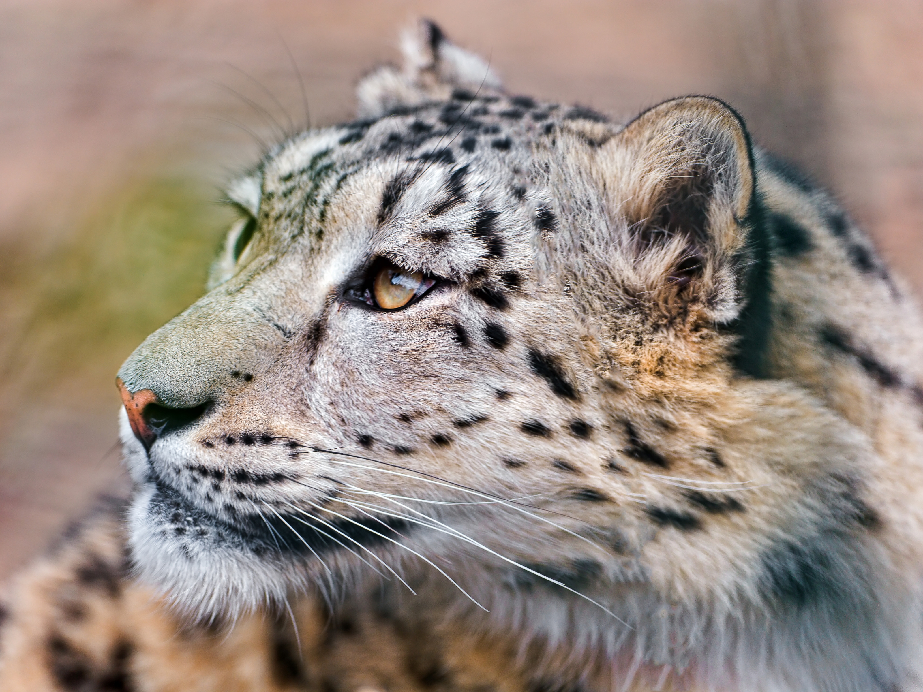 Download mobile wallpaper Opinion, Sight, Animals, Big Cat, Predator, Snow Leopard for free.