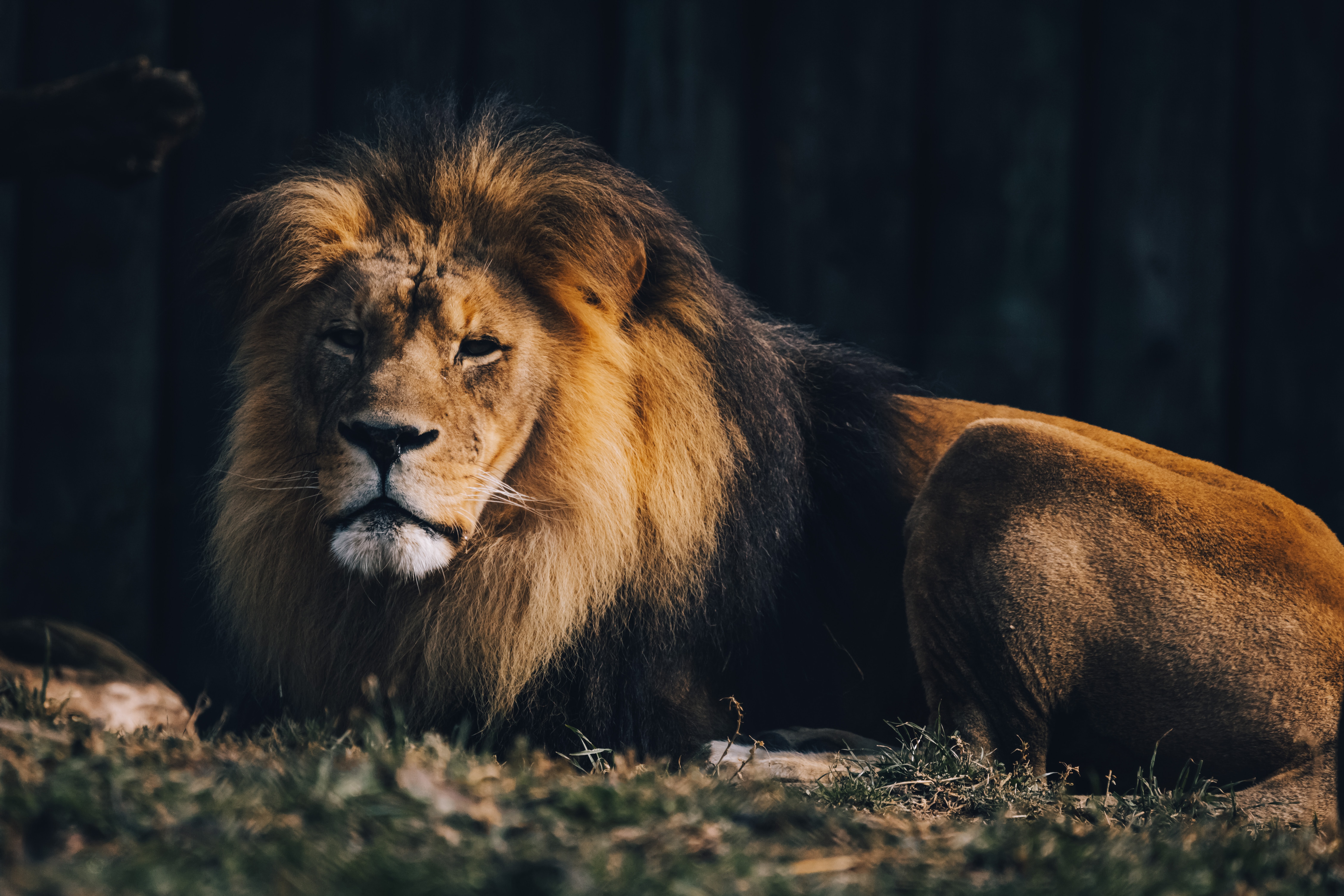 Download mobile wallpaper Wild, Animal Predator, Brown, Big Cat, Lion, Animals for free.