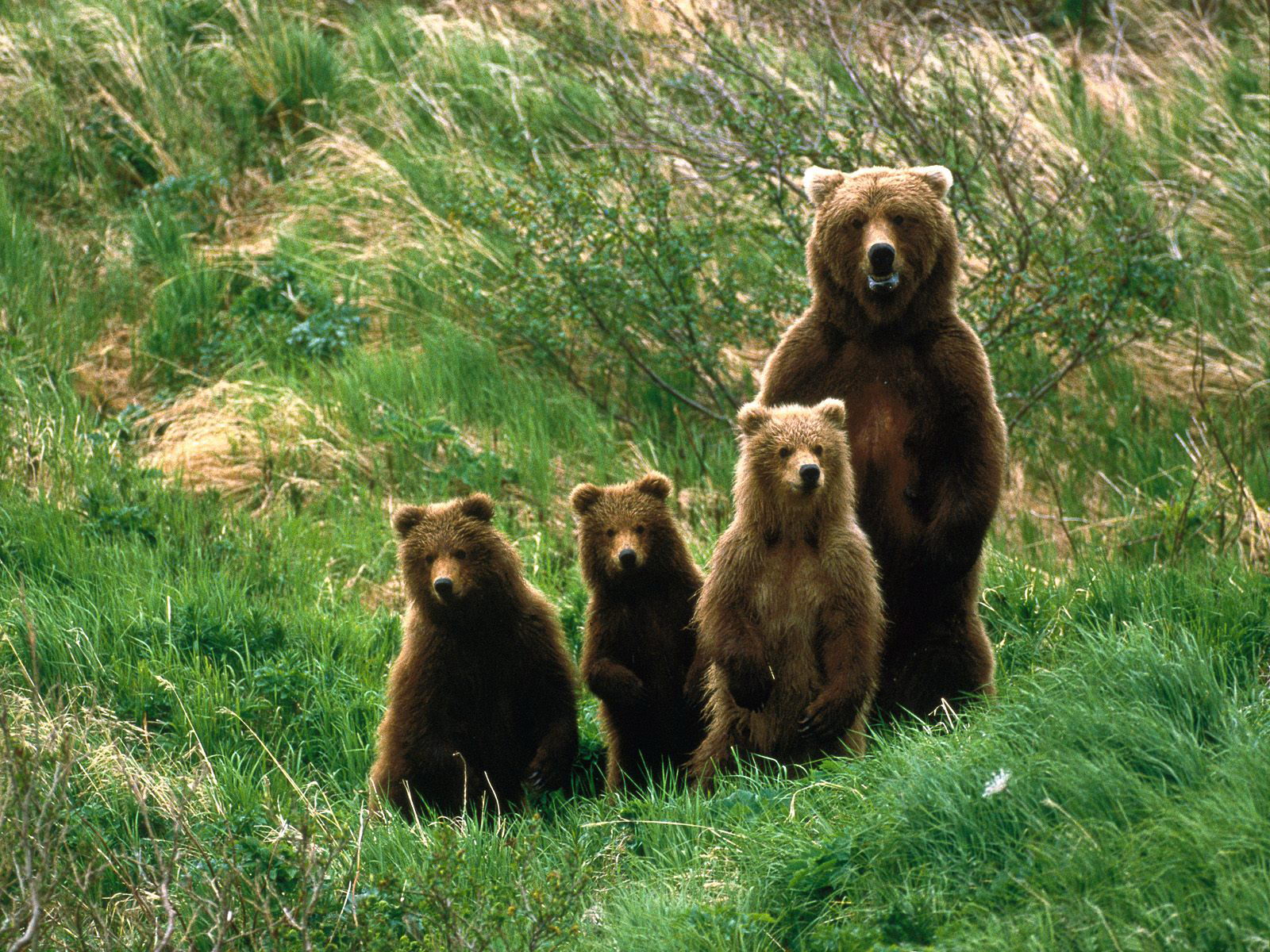 wallpapers animal, bear, brown bear, cub, cute