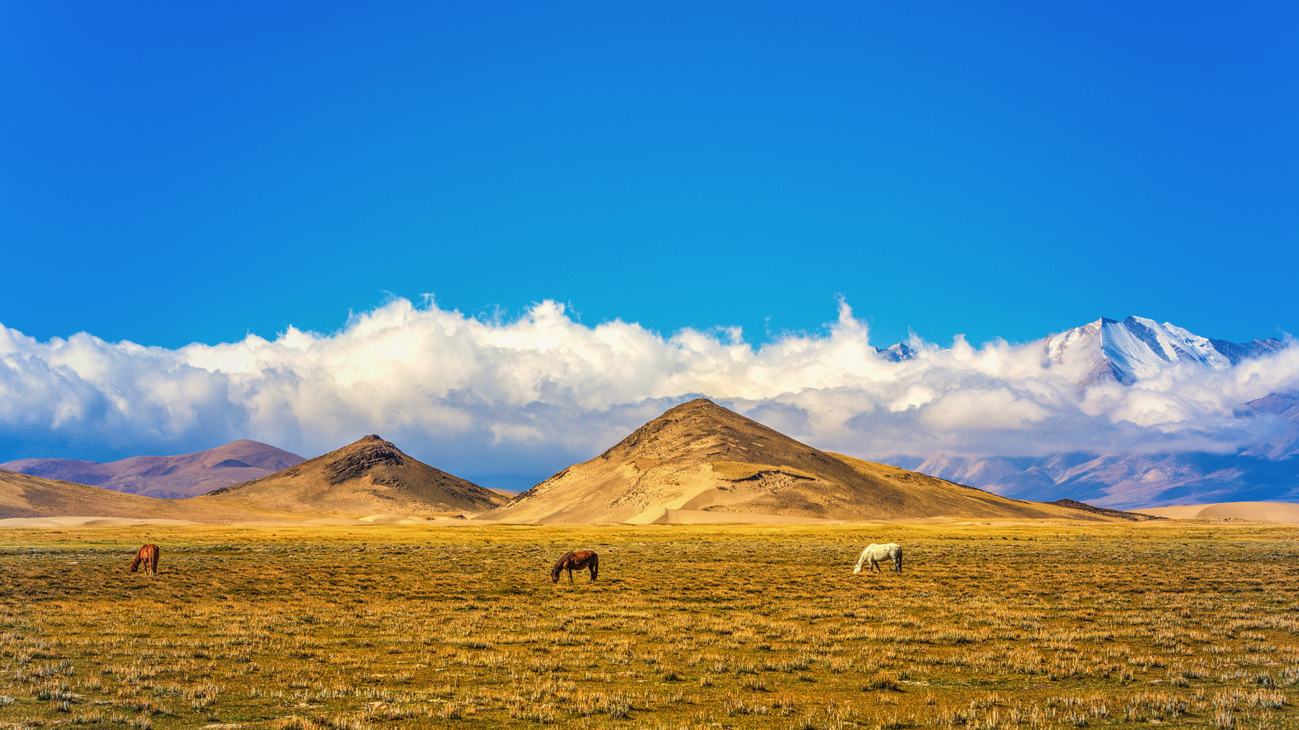 1000913 télécharger le fond d'écran animaux, cheval, nuage, champ, colline, ciel, tibet - économiseurs d'écran et images gratuitement