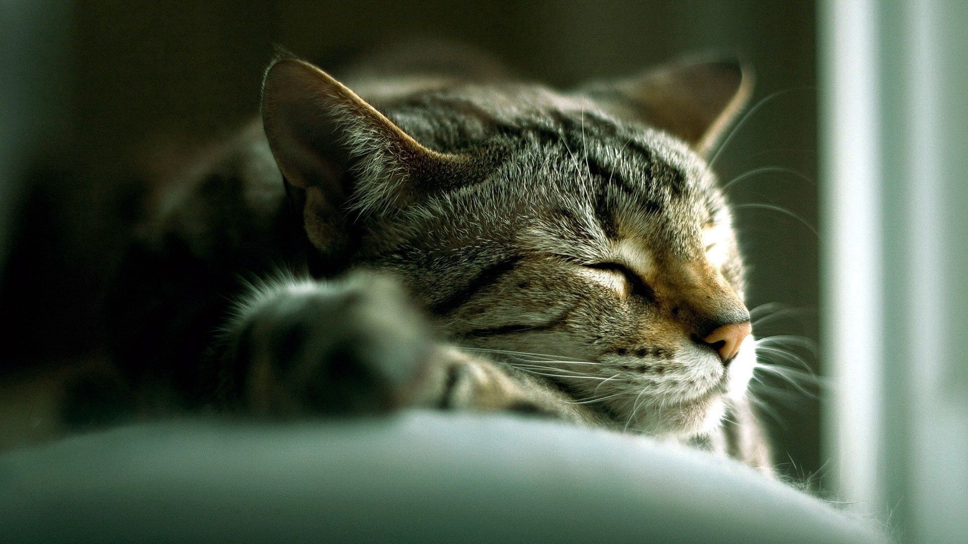 animals, cat, to lie down, lie, striped, sleep, dream lock screen backgrounds