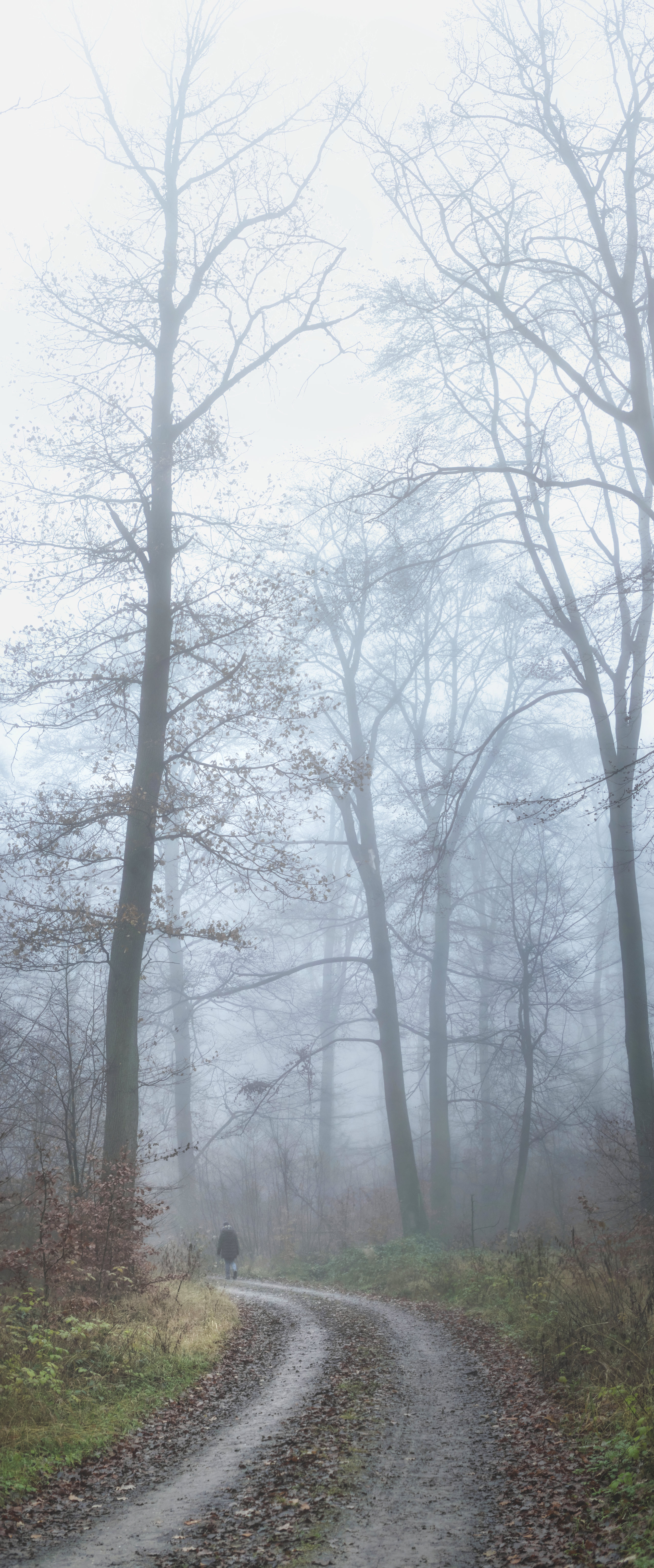 137937 скачать картинку деревья, разное, дорога, туман, человек, одиночество - обои и заставки бесплатно