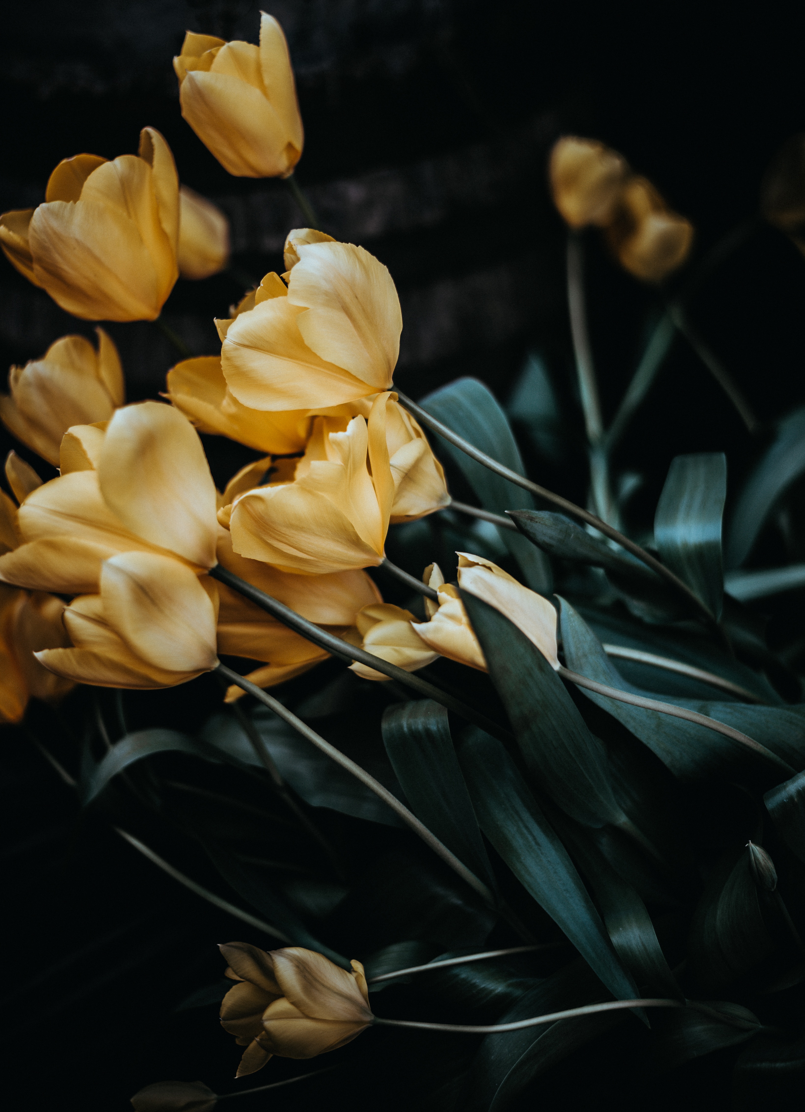 117769 descargar imagen tulipanes, flores, amarillo, ramo: fondos de pantalla y protectores de pantalla gratis