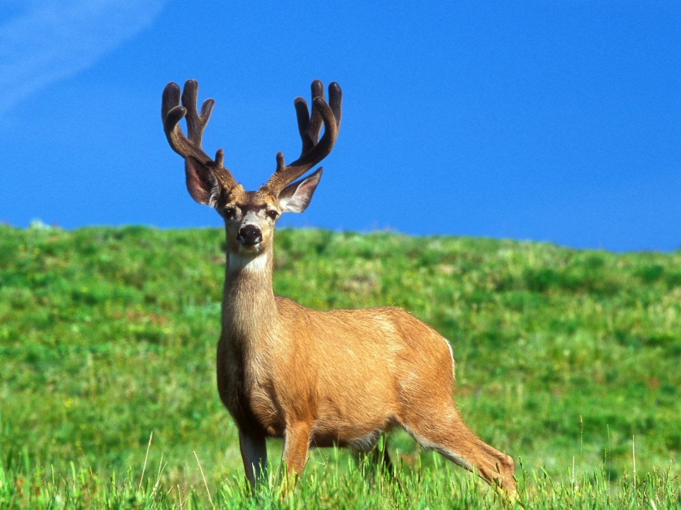 50090 descargar fondo de pantalla ciervos, animales: protectores de pantalla e imágenes gratis