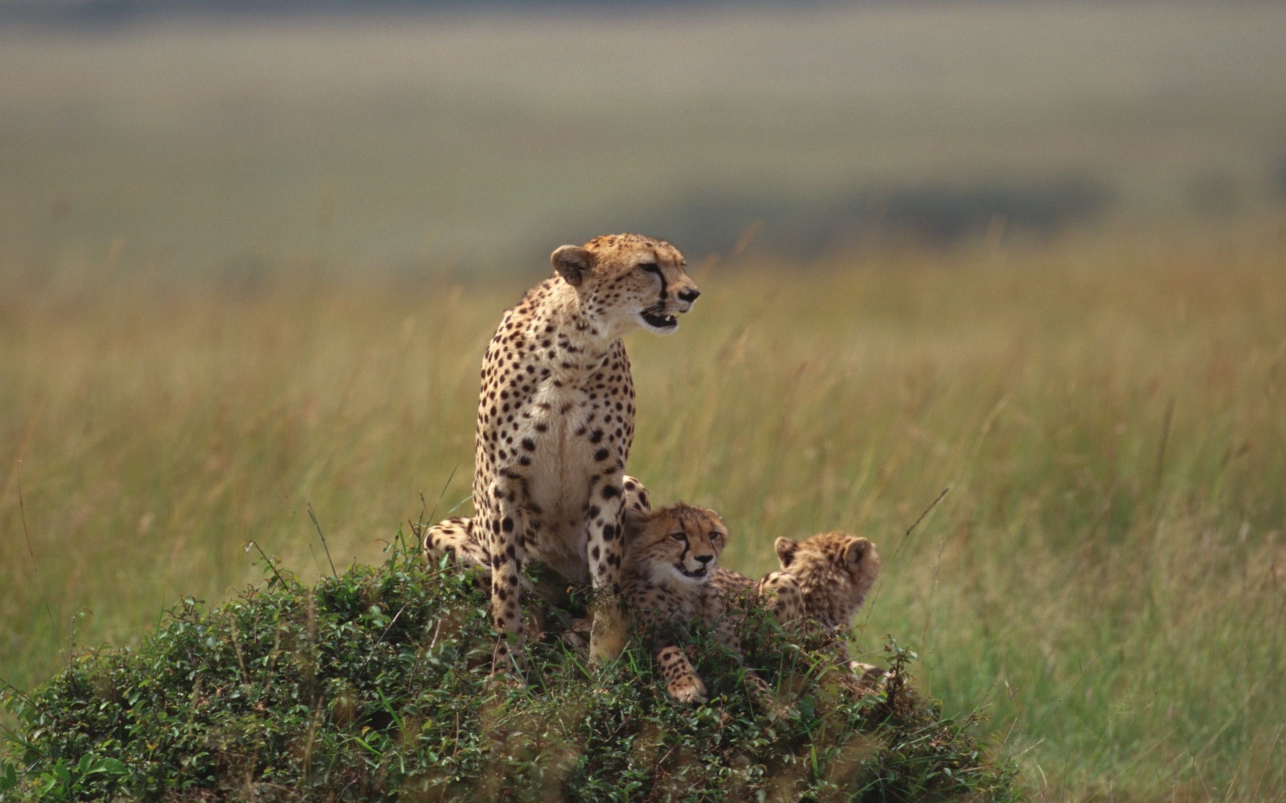 cheetah, animals, grass, to lie down, lie, family Smartphone Background