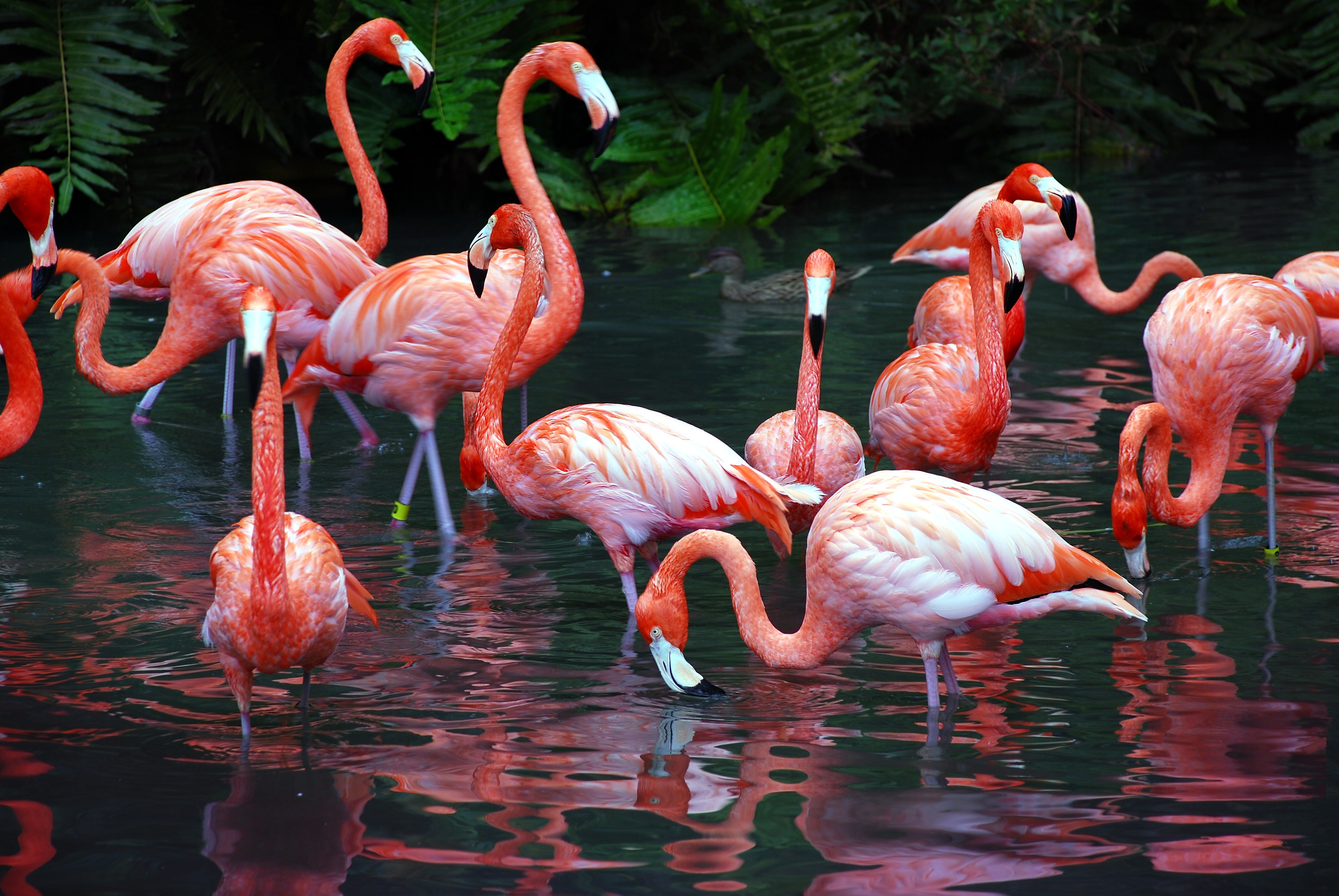 flamingo, birds, animal cellphone