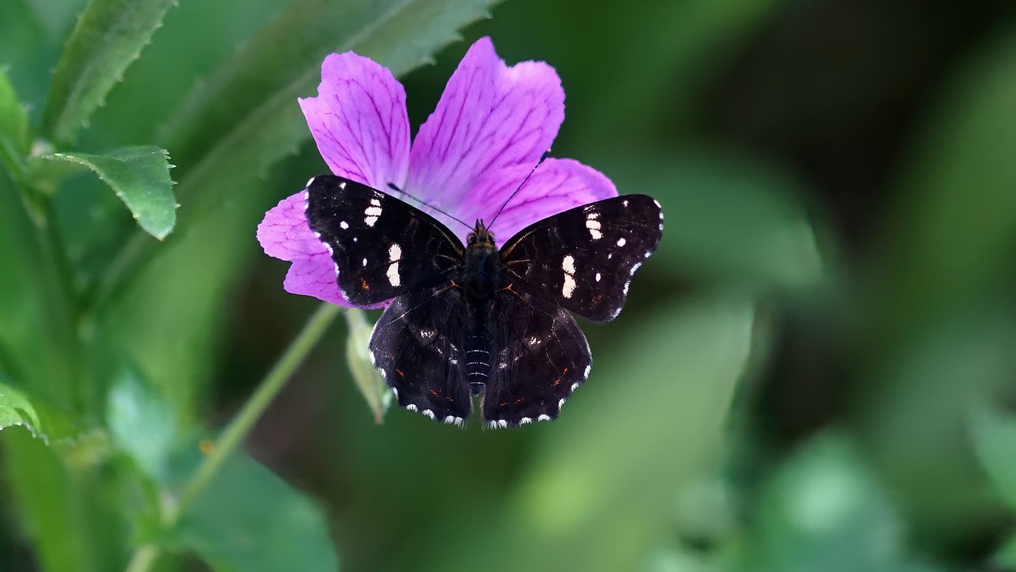 Цветок похож на крылья бабочки. Библис бабочка. Бабочка макро. Что ест библис бабочка.