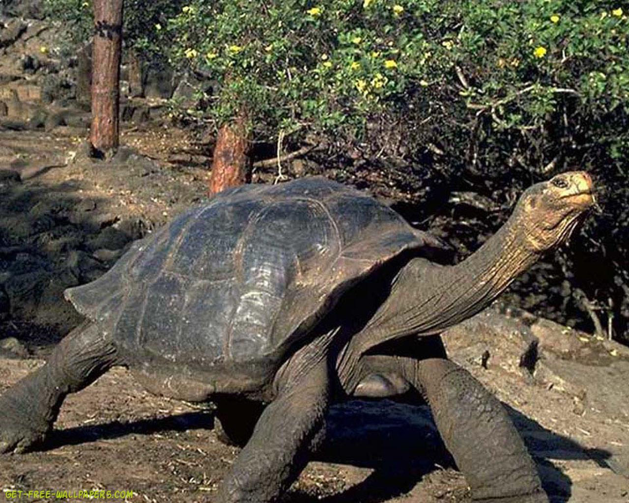 animal, tortoise phone background