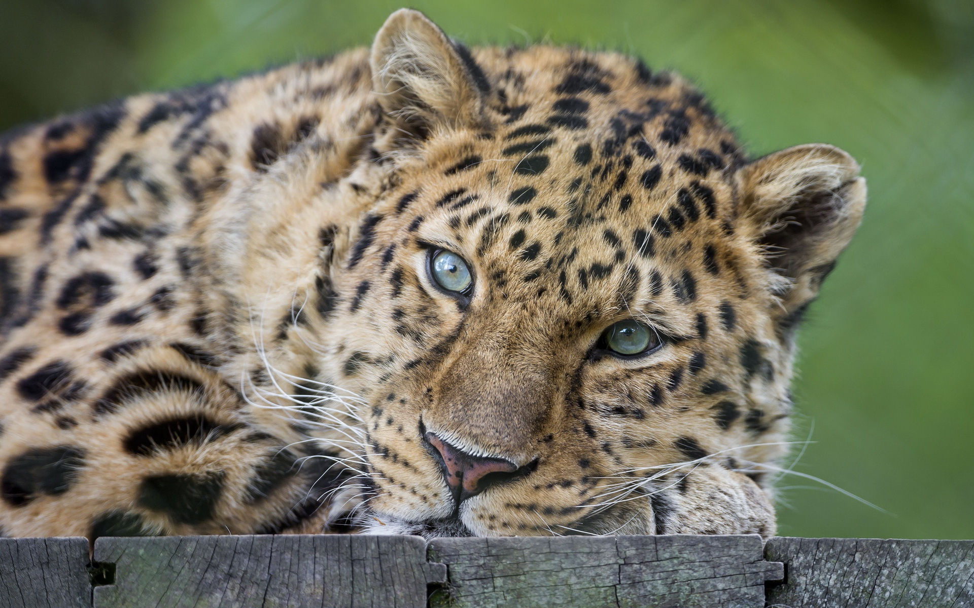 Амурский леопард взгляд