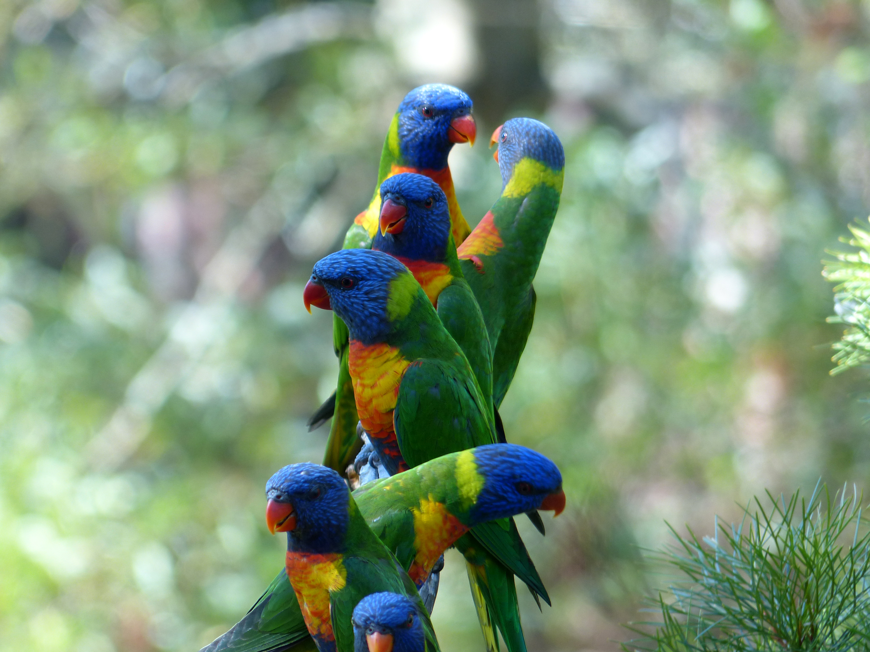 Многоцветный лорикет попугай
