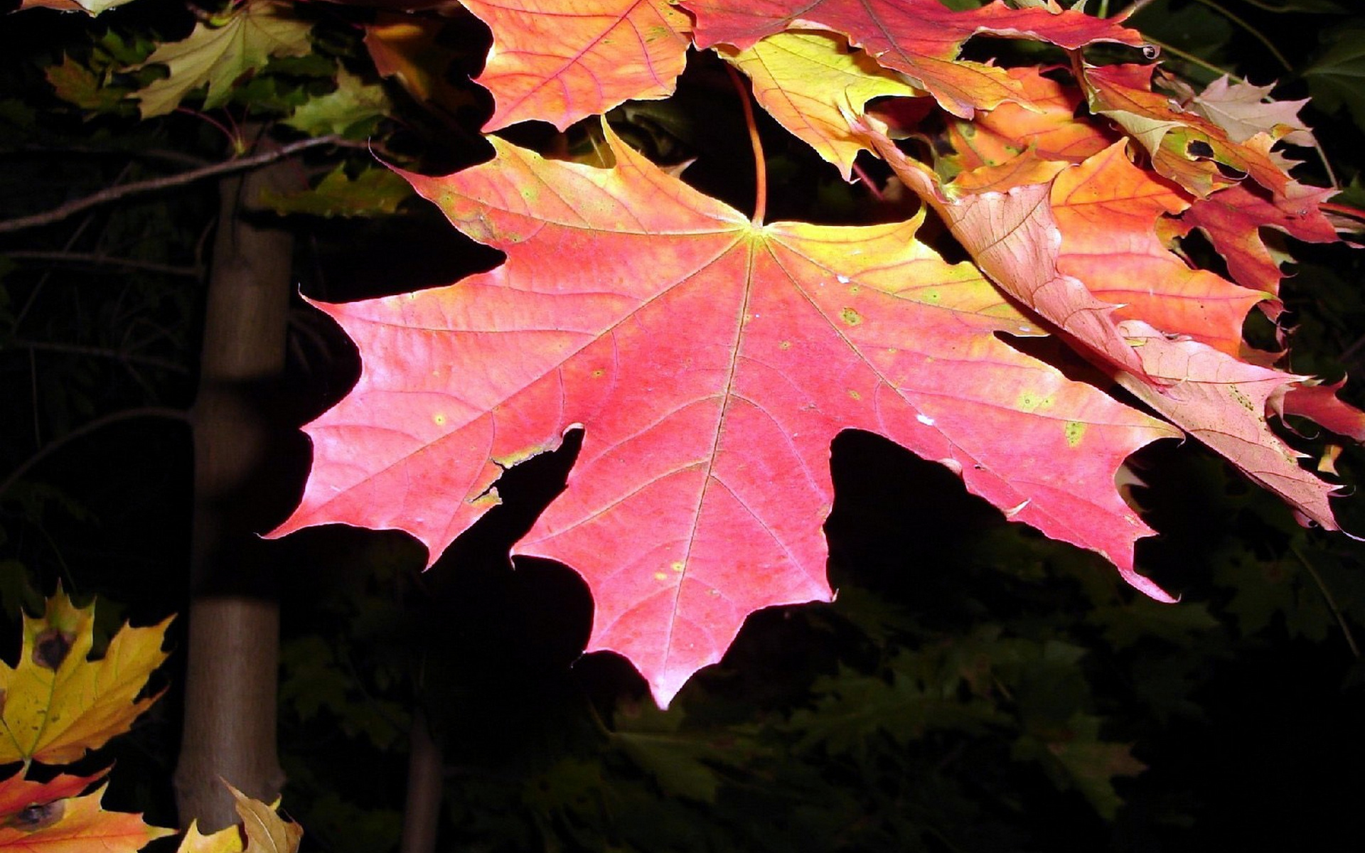 Кленовый лист осенью