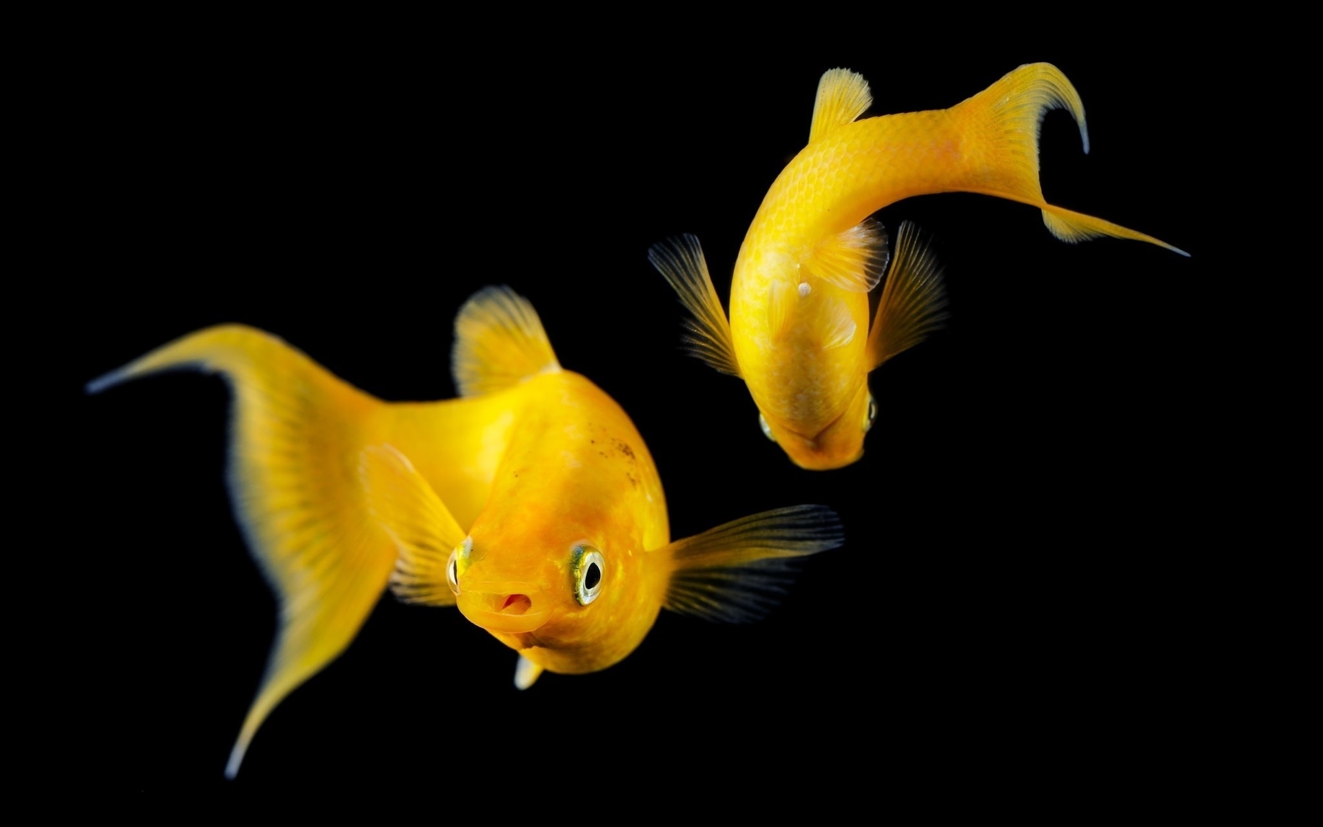 Цитрон рыбка желтый