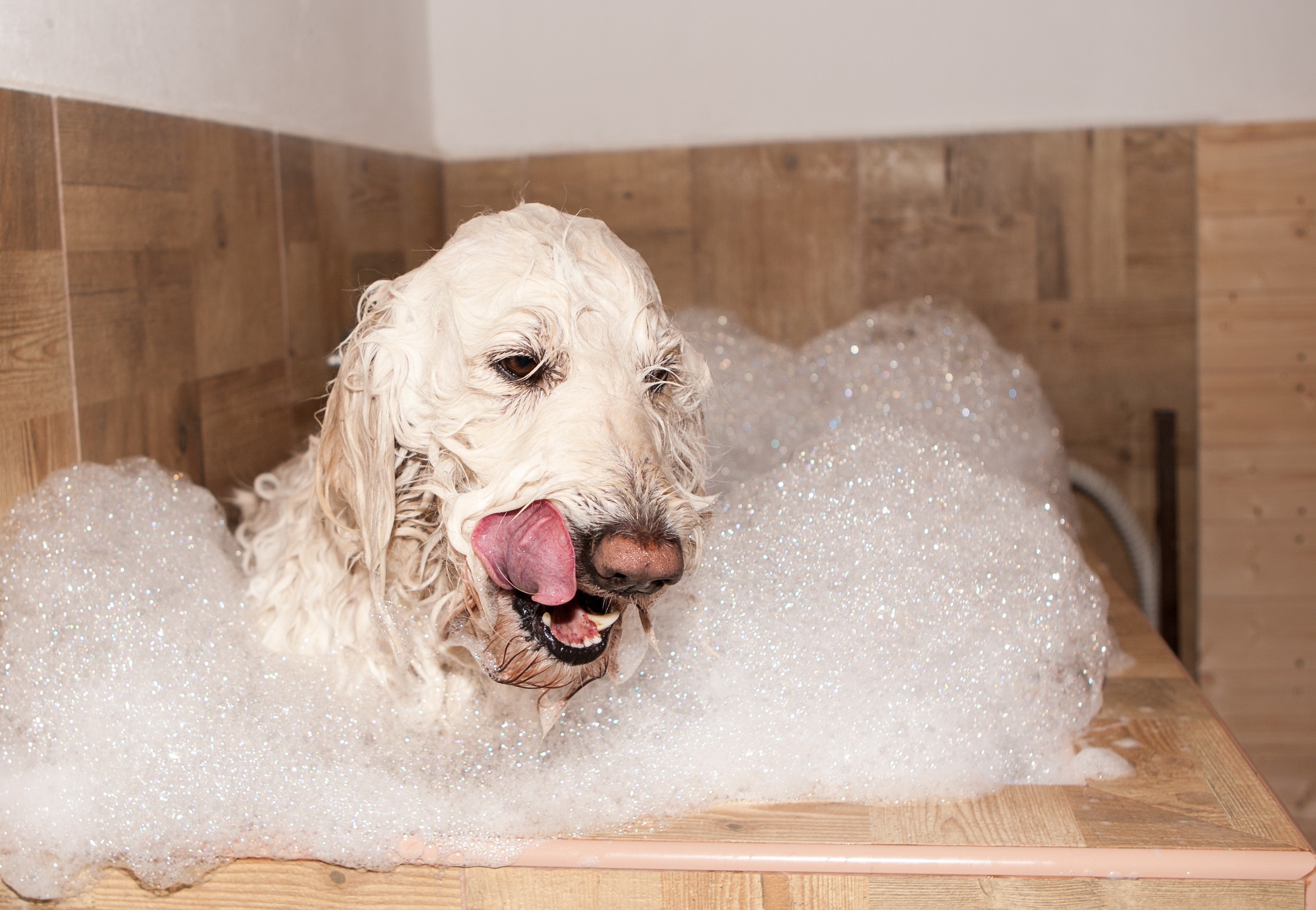 animal, dog, bath, foam, dogs cellphone
