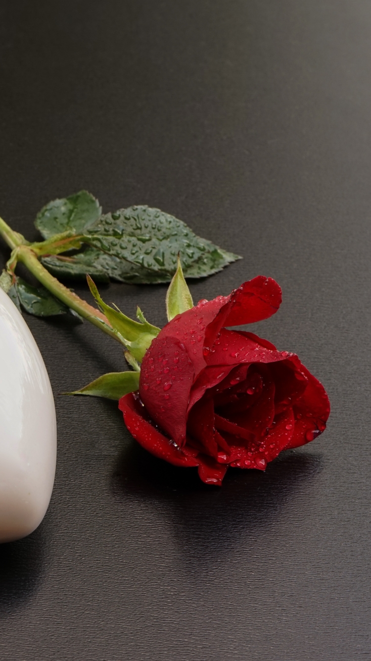 Download mobile wallpaper Still Life, Flower, Rose, Photography, Red Rose for free.