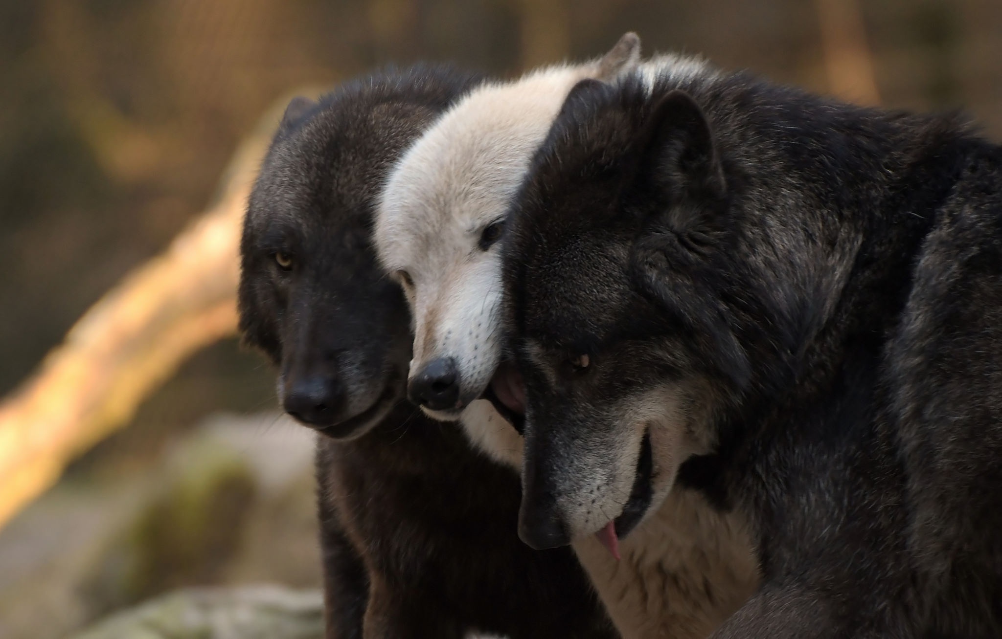 Черный и серый волк