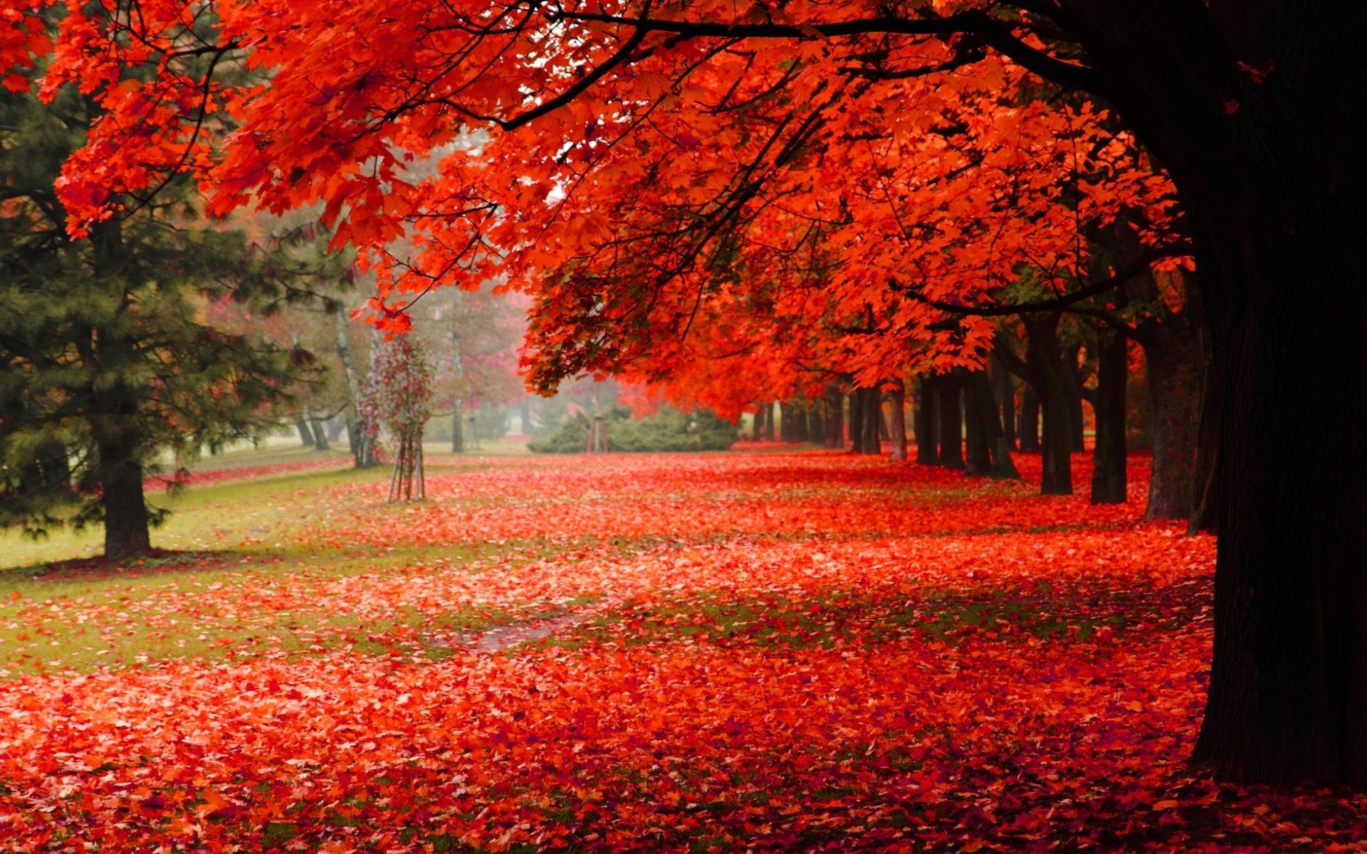 park, earth, fall, alley, leaf High Definition image