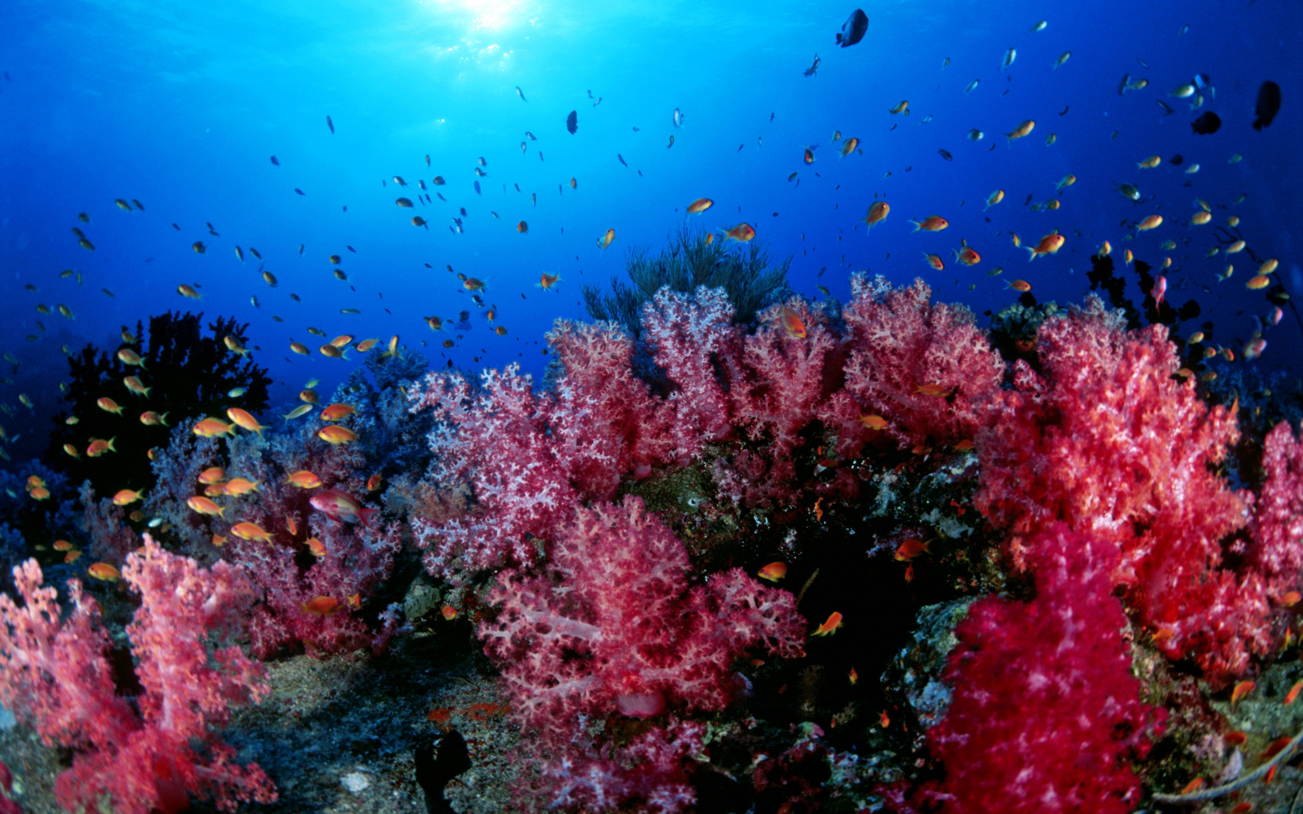 Красивые коралловые рифы. Коралловые рифы Уванэ. Коралловый риф Тайланд. Кораллы в Тайланде. Кораллы Средиземного моря.