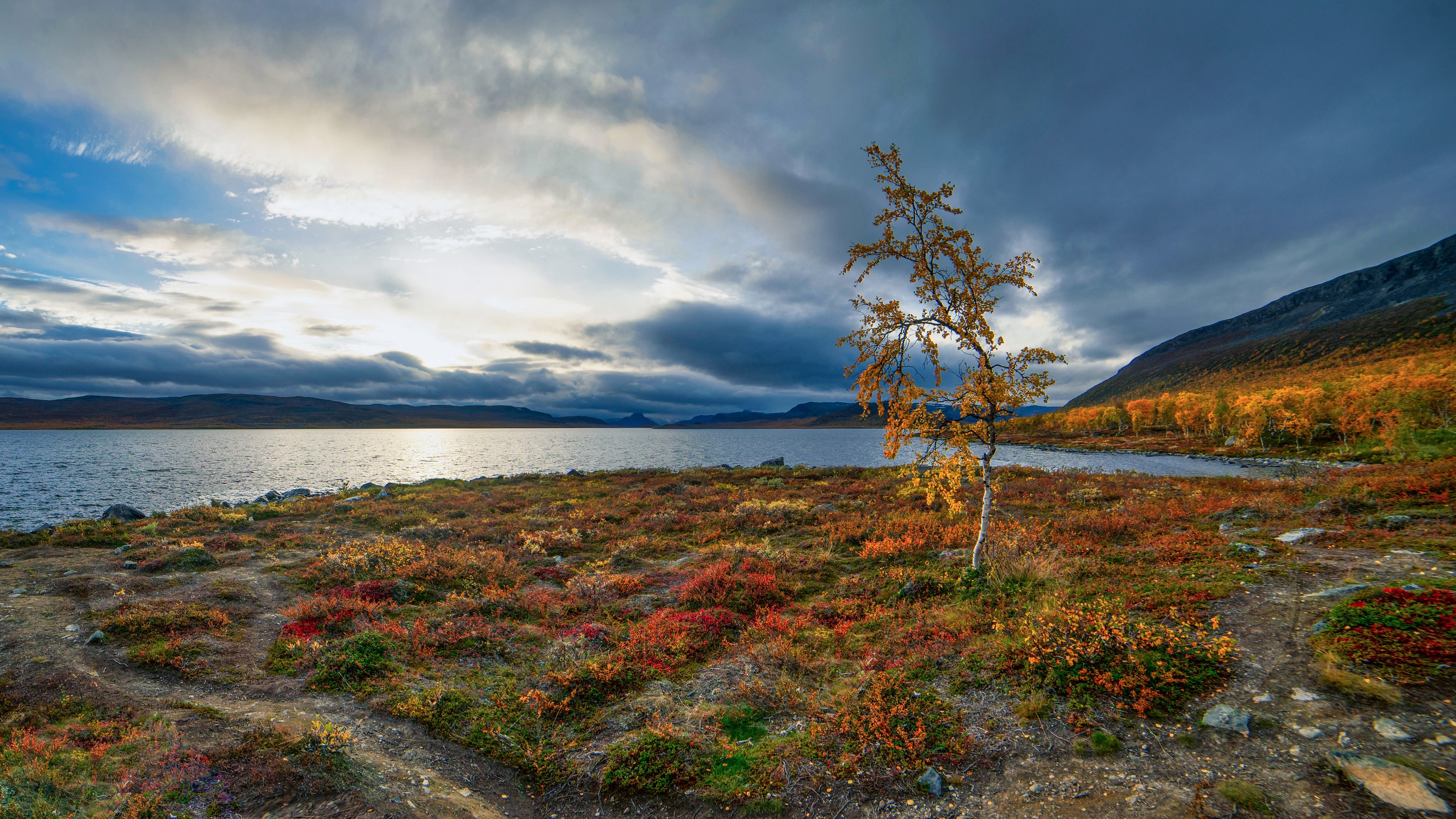 492678 descargar fondo de pantalla tierra/naturaleza, lago, abedul, otoño, finlandia, lago kilpisjärvi, árbol, lagos: protectores de pantalla e imágenes gratis