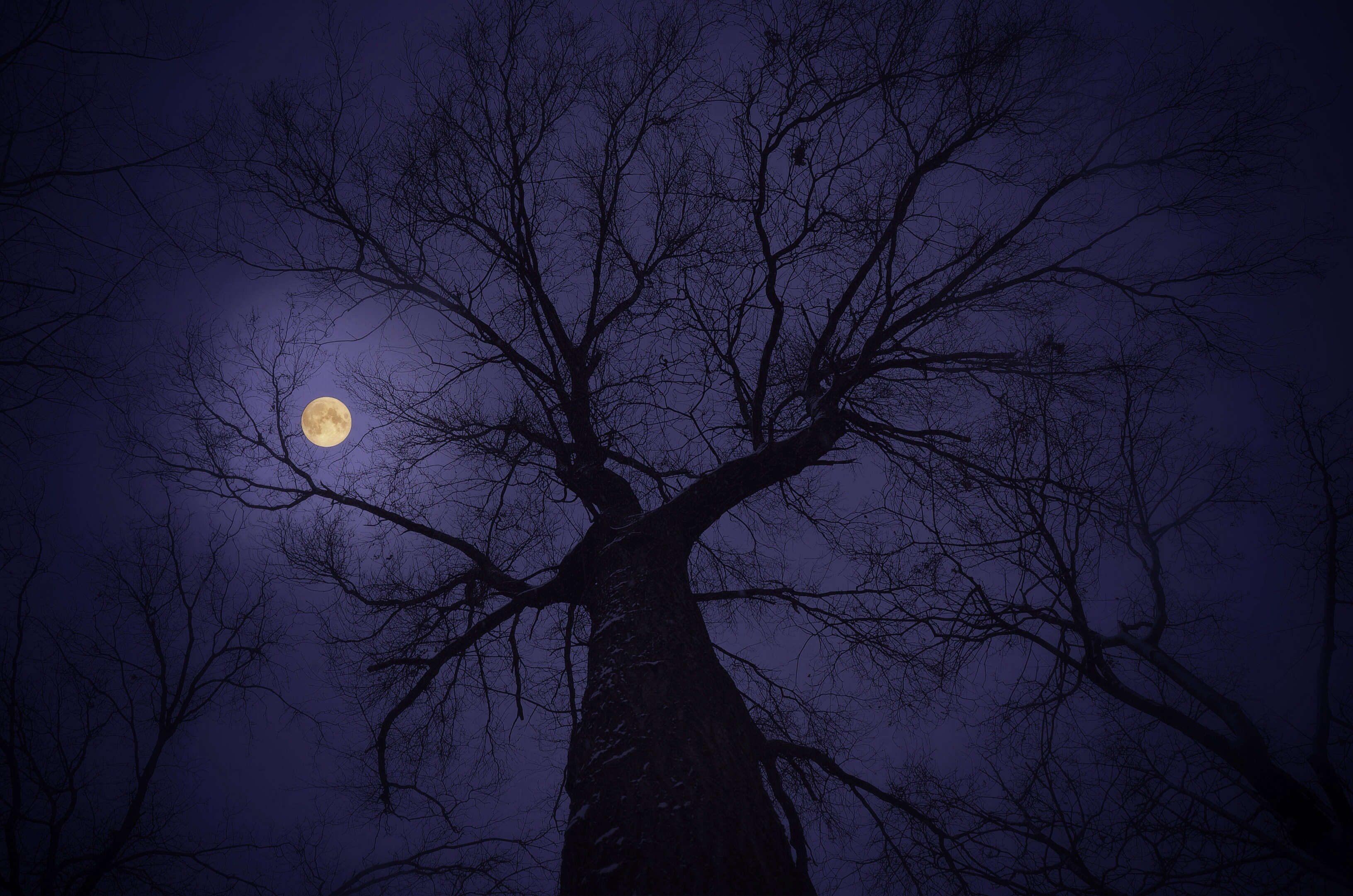 Download mobile wallpaper Trees, Sky, Night, Moon, Tree, Earth, Moonlight for free.