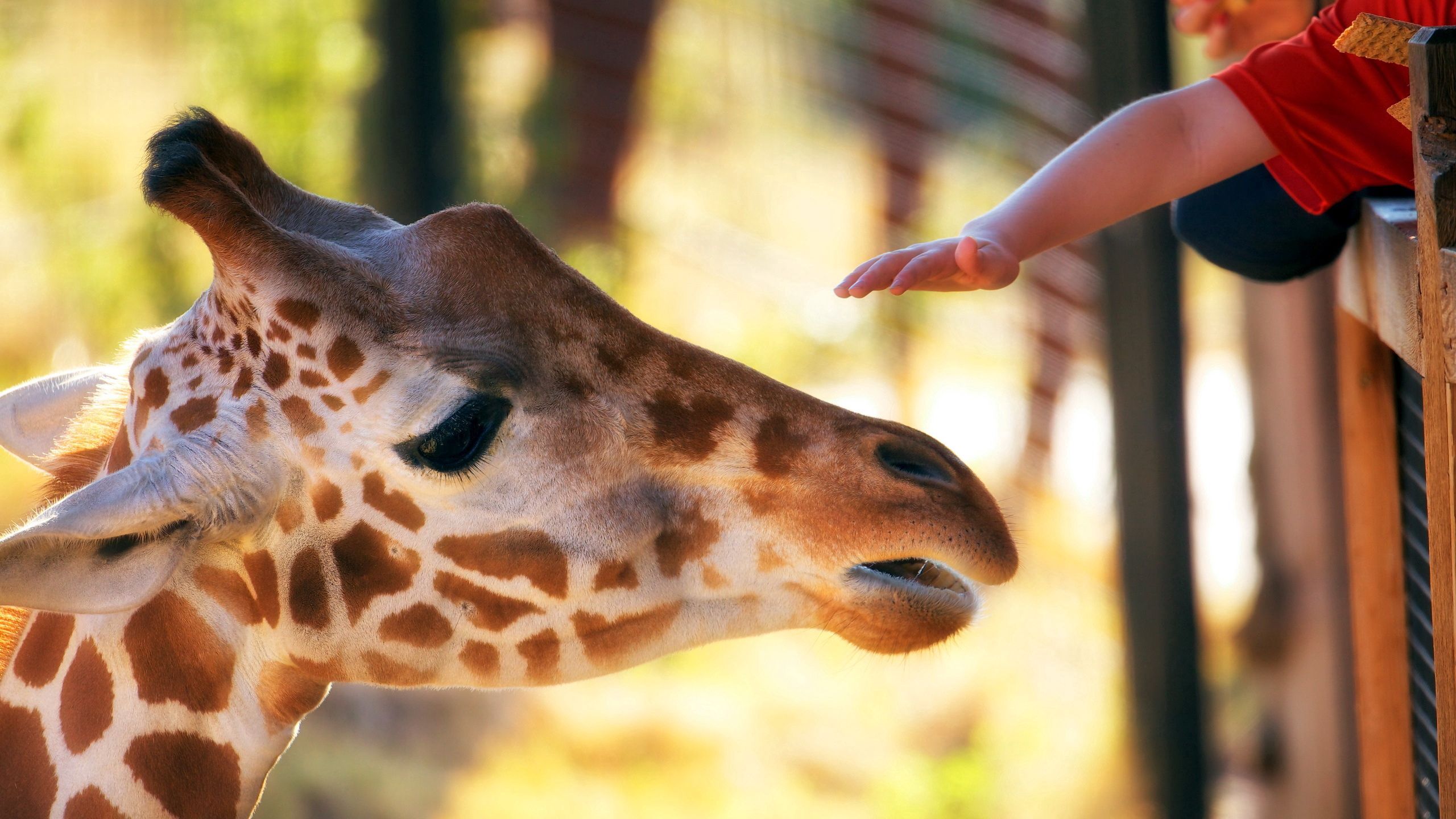 Laden Sie das Hand, Fleckig, Kopf, Zoo, Schnauze, Gefleckt, Giraffe, Tiere-Bild kostenlos auf Ihren PC-Desktop herunter