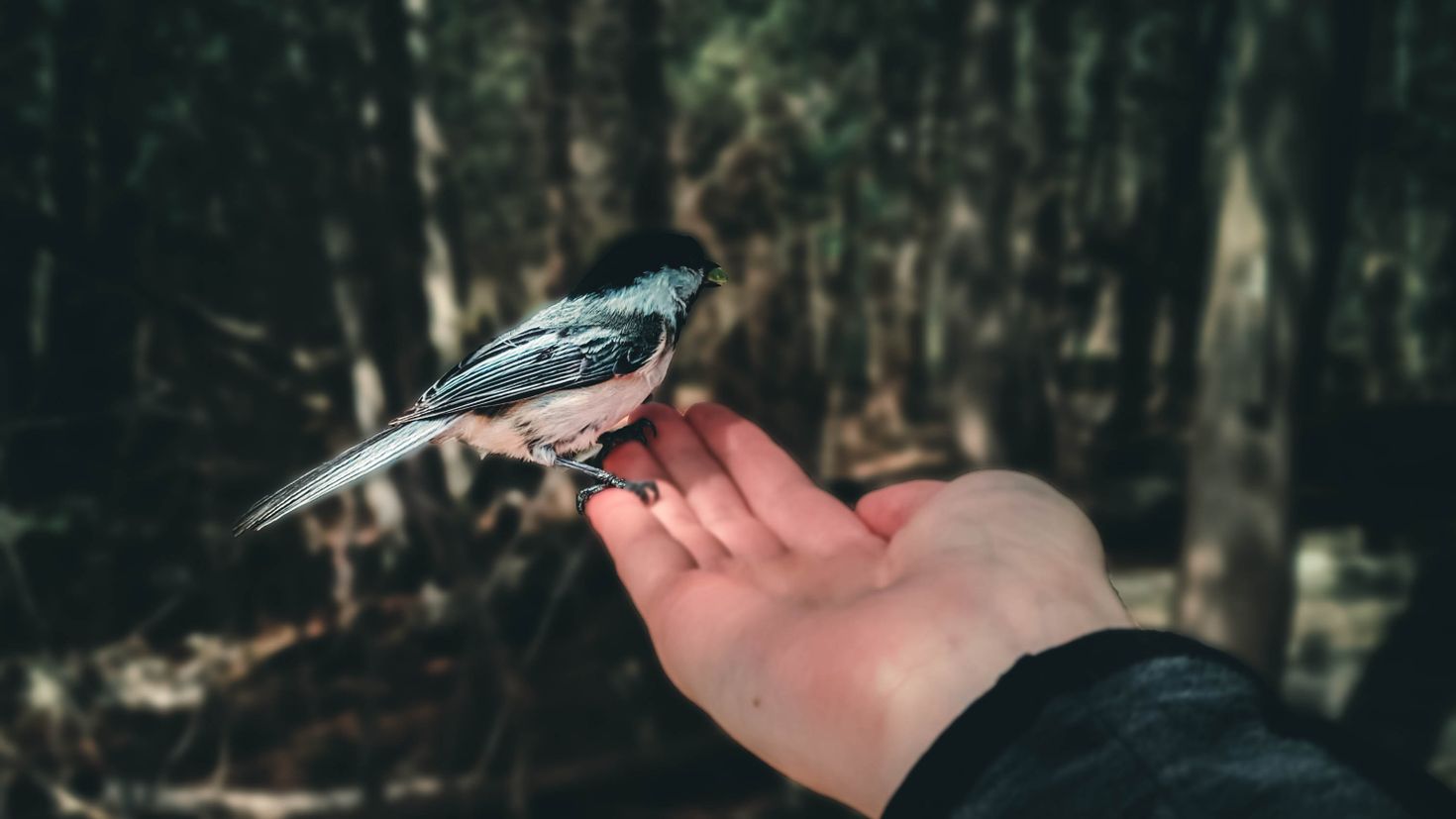 Птаха в руке птица
