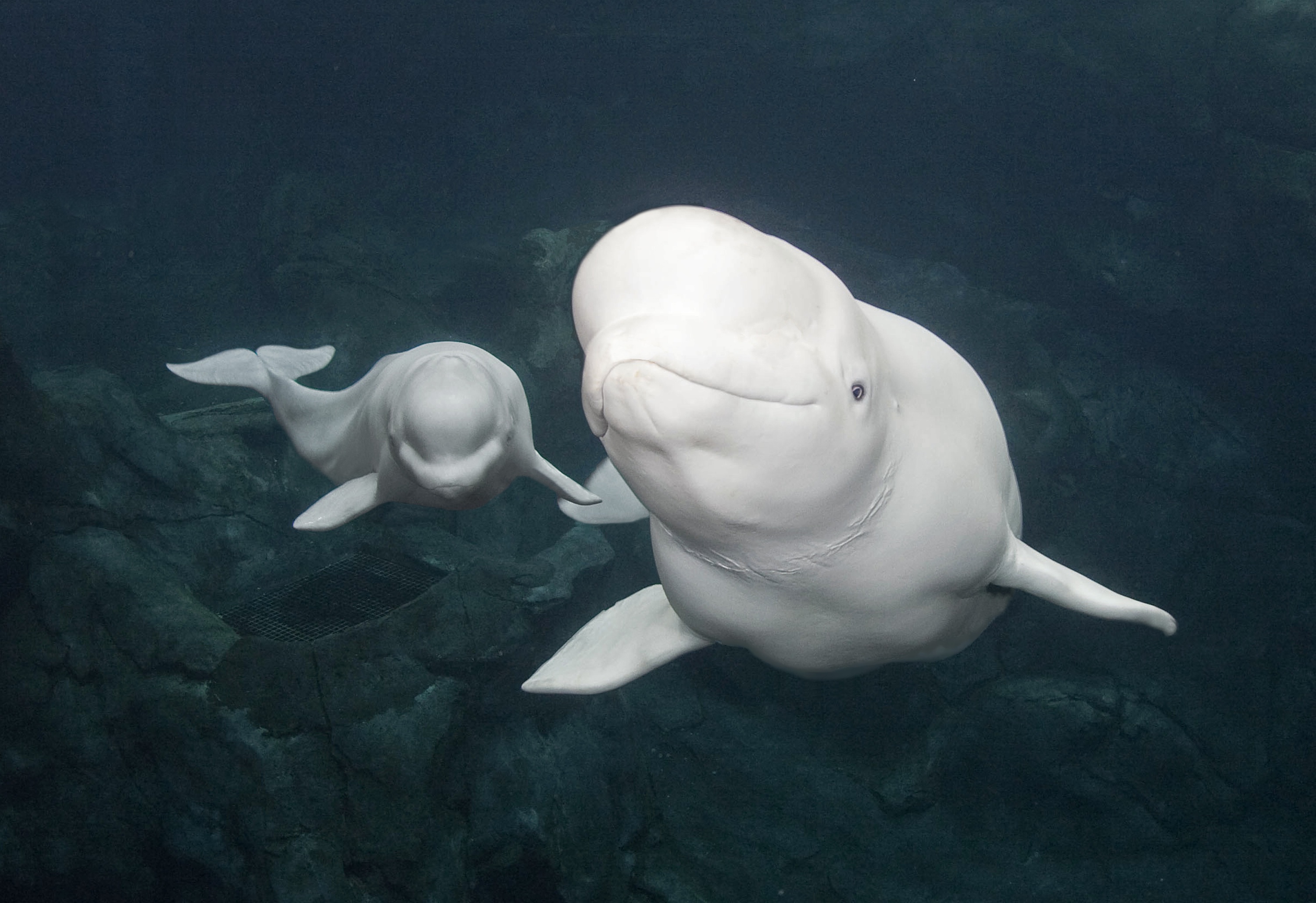 К какой группе обитателей океана относятся белухи. Белый кит Белуха. Полярный Дельфин Белуха. Белый Полярный кит Белуха. Морские млекопитающие Белуха.