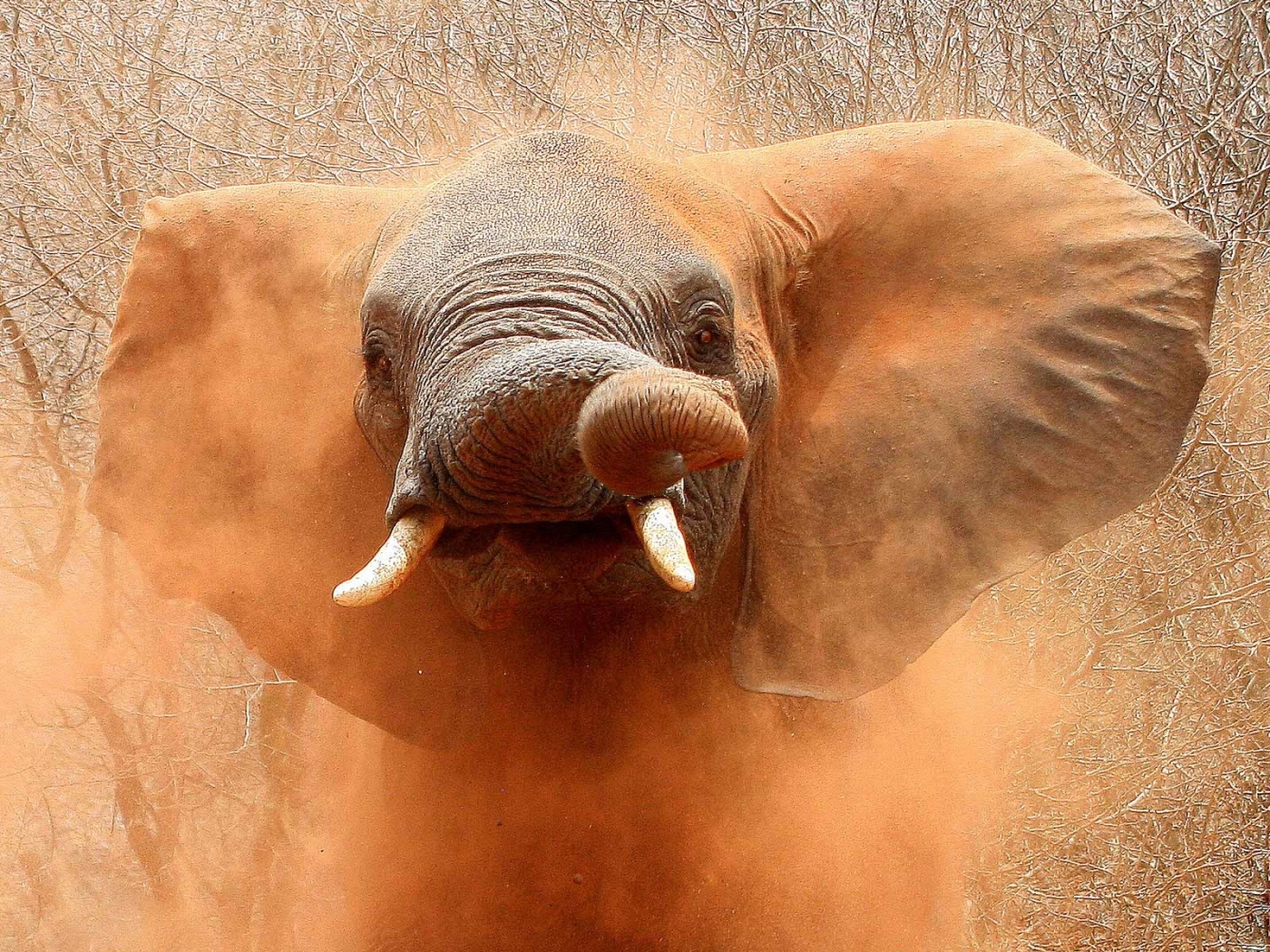 Handy-Wallpaper Tiere, Elephants kostenlos herunterladen.