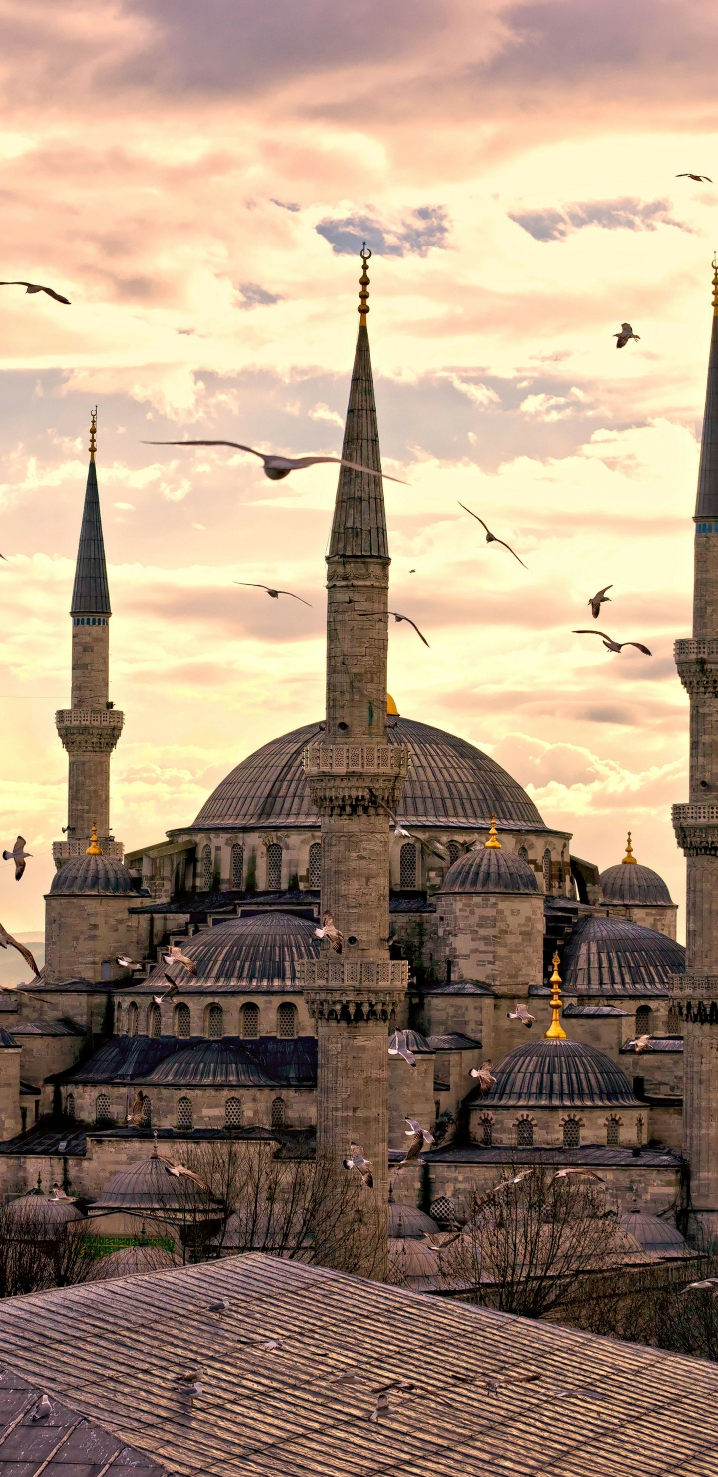 1189489 Bild herunterladen religiös, süleymaniye moschee, istanbul, truthahn, türkei, moscheen - Hintergrundbilder und Bildschirmschoner kostenlos