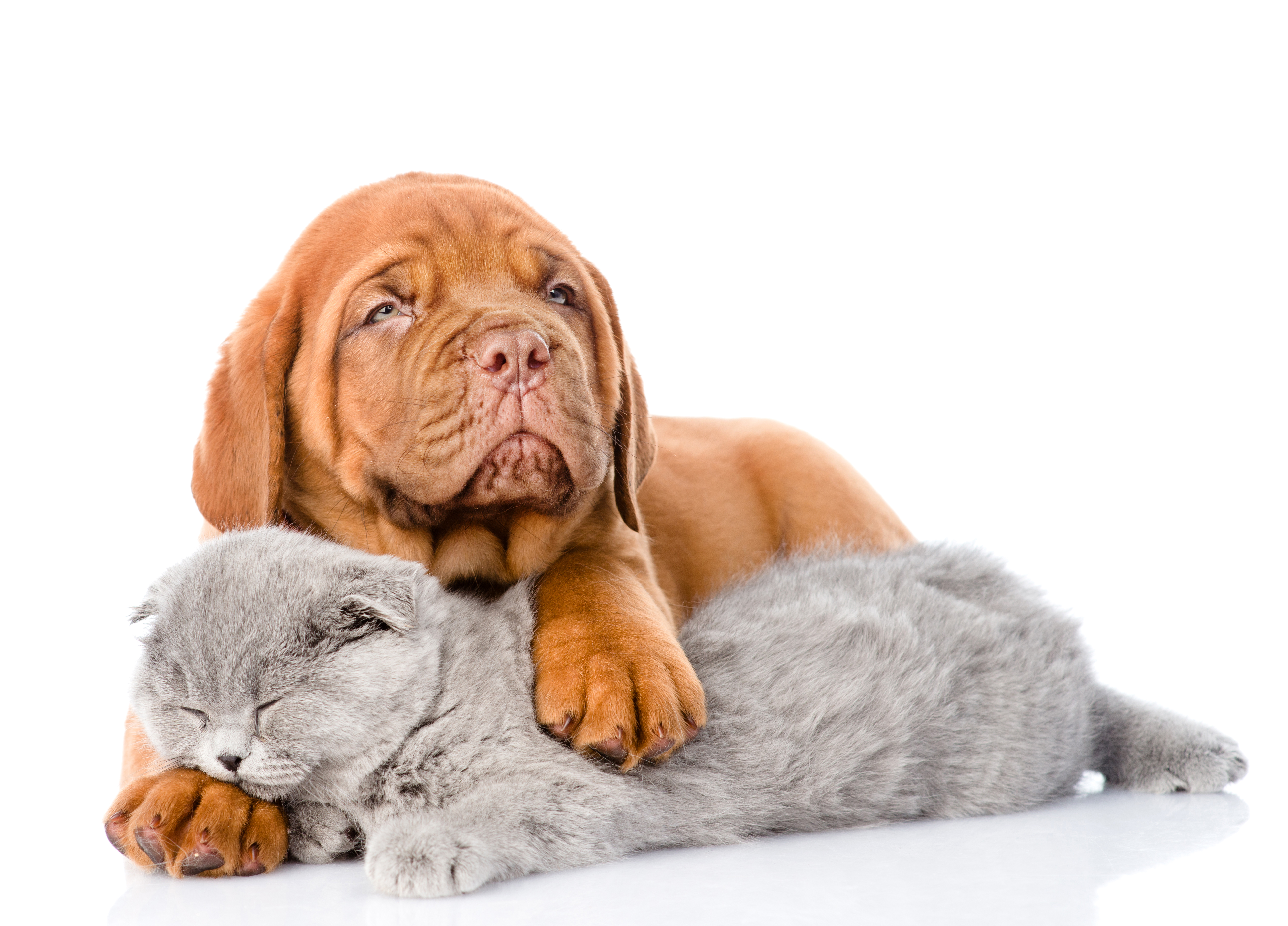 animal, cat & dog, cat, dog, dogue de bordeaux, muzzle, sleeping download HD wallpaper