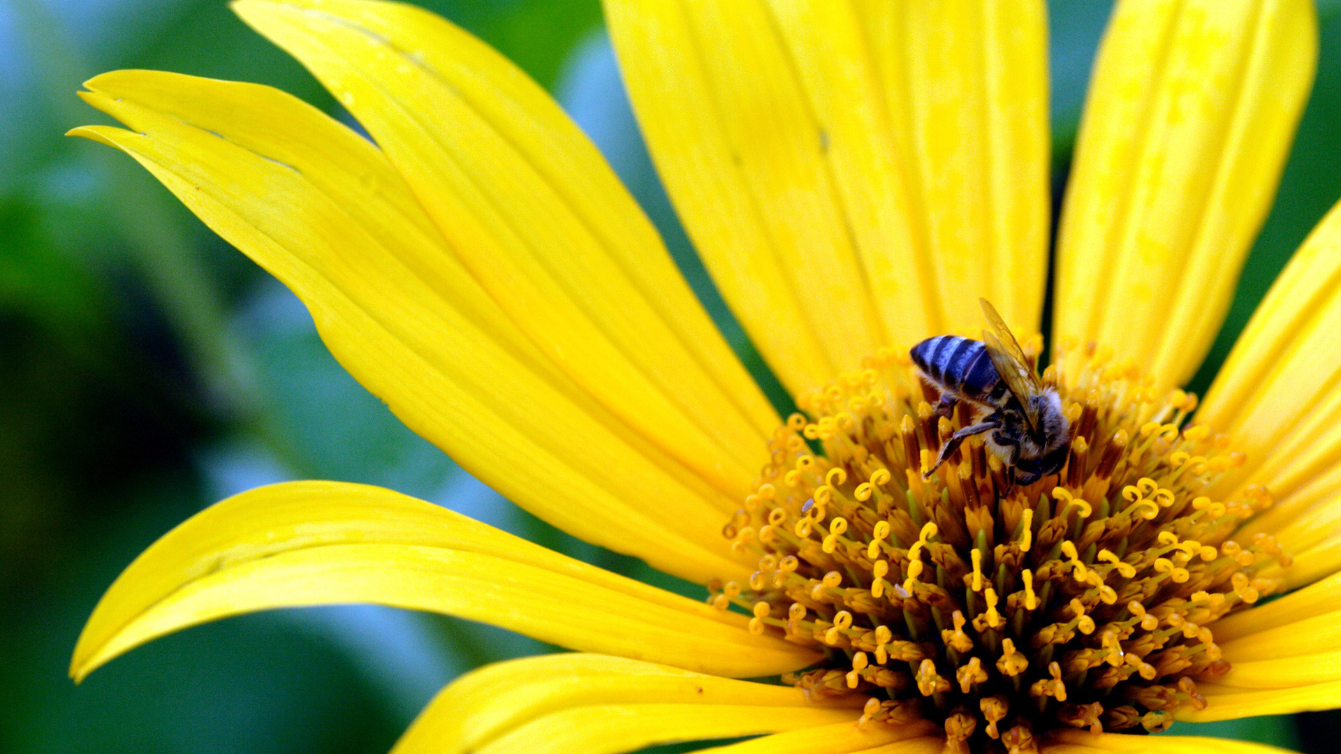 Download mobile wallpaper Insects, Flower, Bee, Animal, Yellow Flower for free.