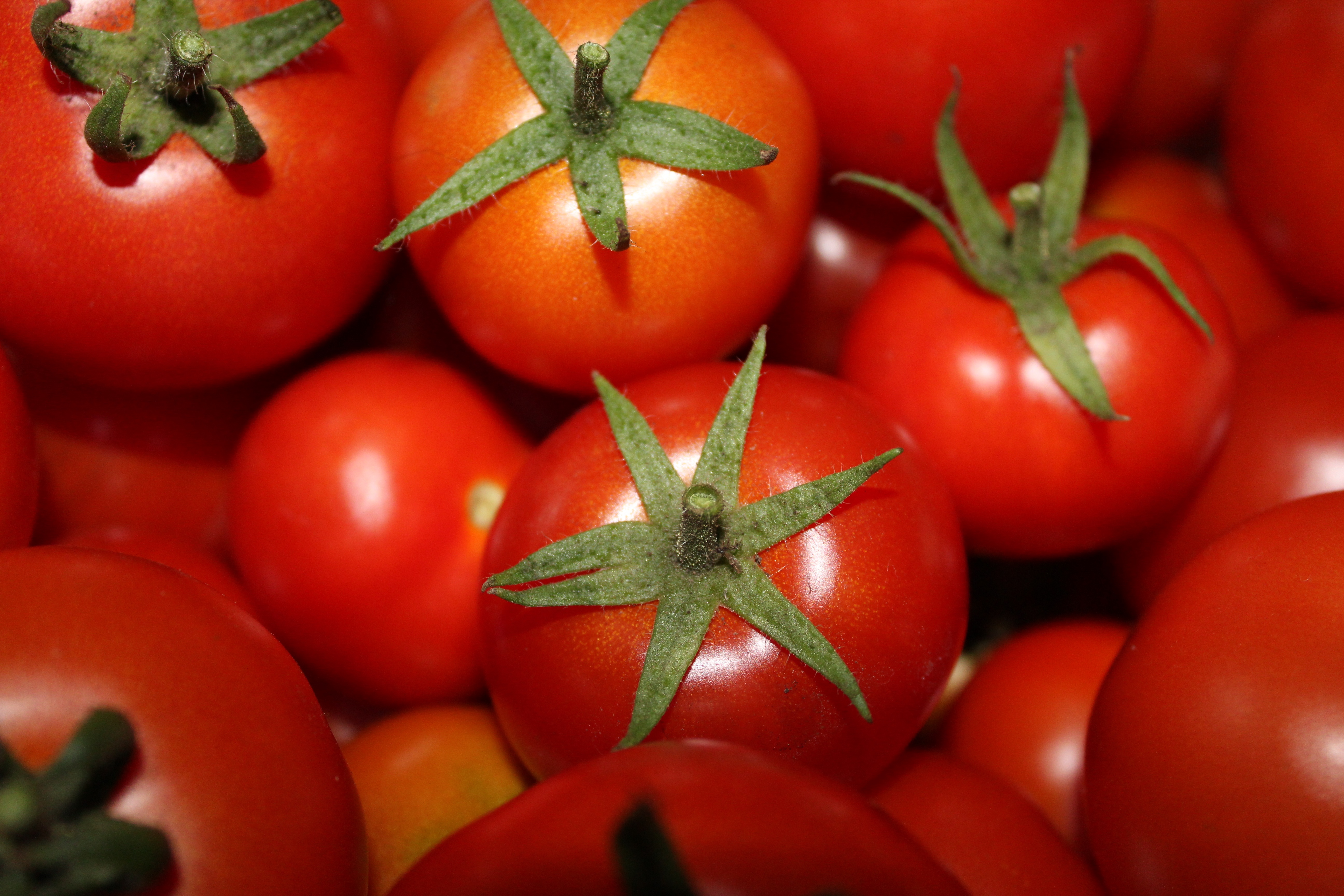 114379 завантажити картинку томати, їжа, овочі, стиглий, стиглі, помідори - шпалери і заставки безкоштовно