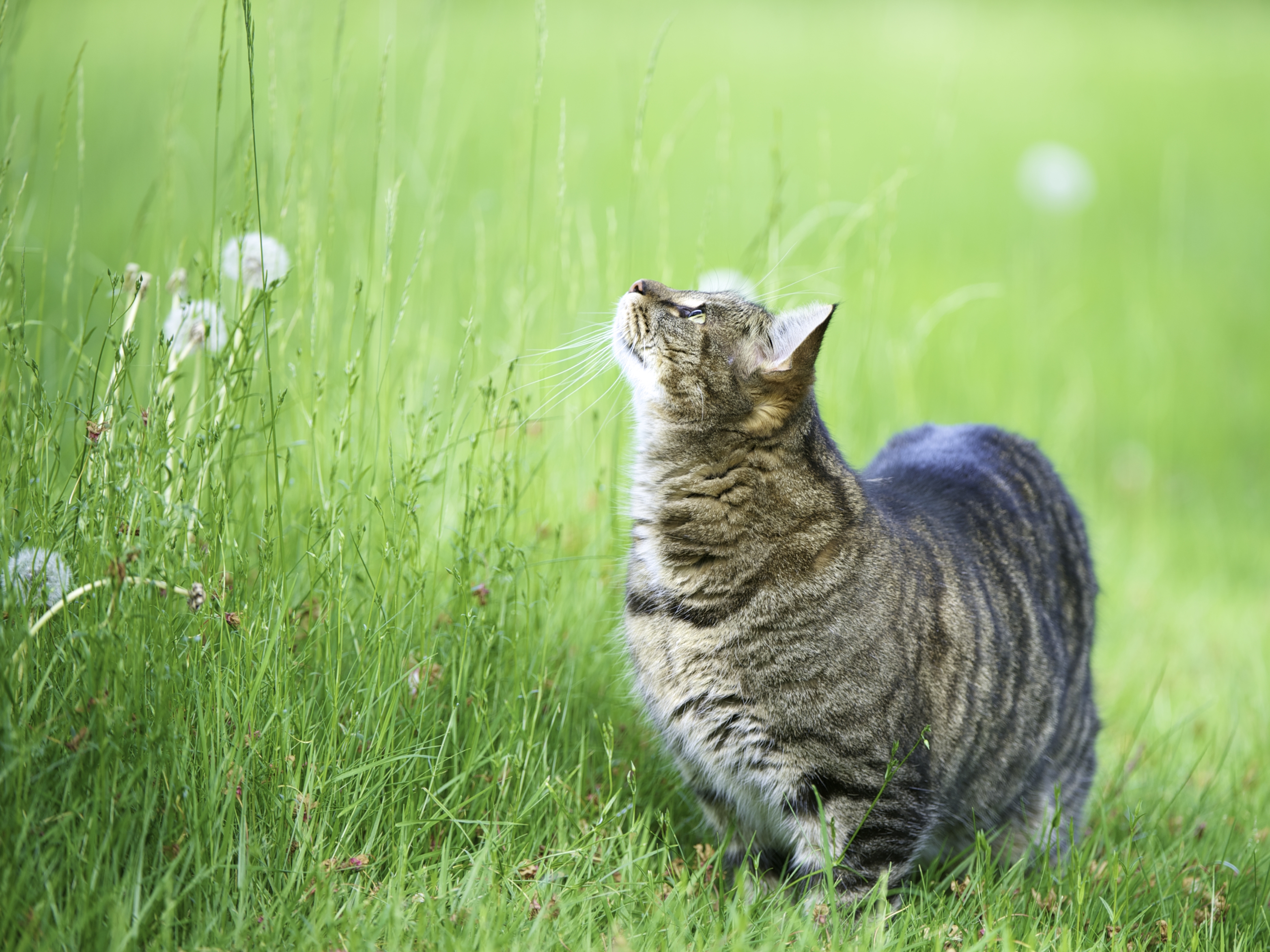 cat, animals, grass, stroll, fat, thick, watch, to watch, curiosity cell phone wallpapers