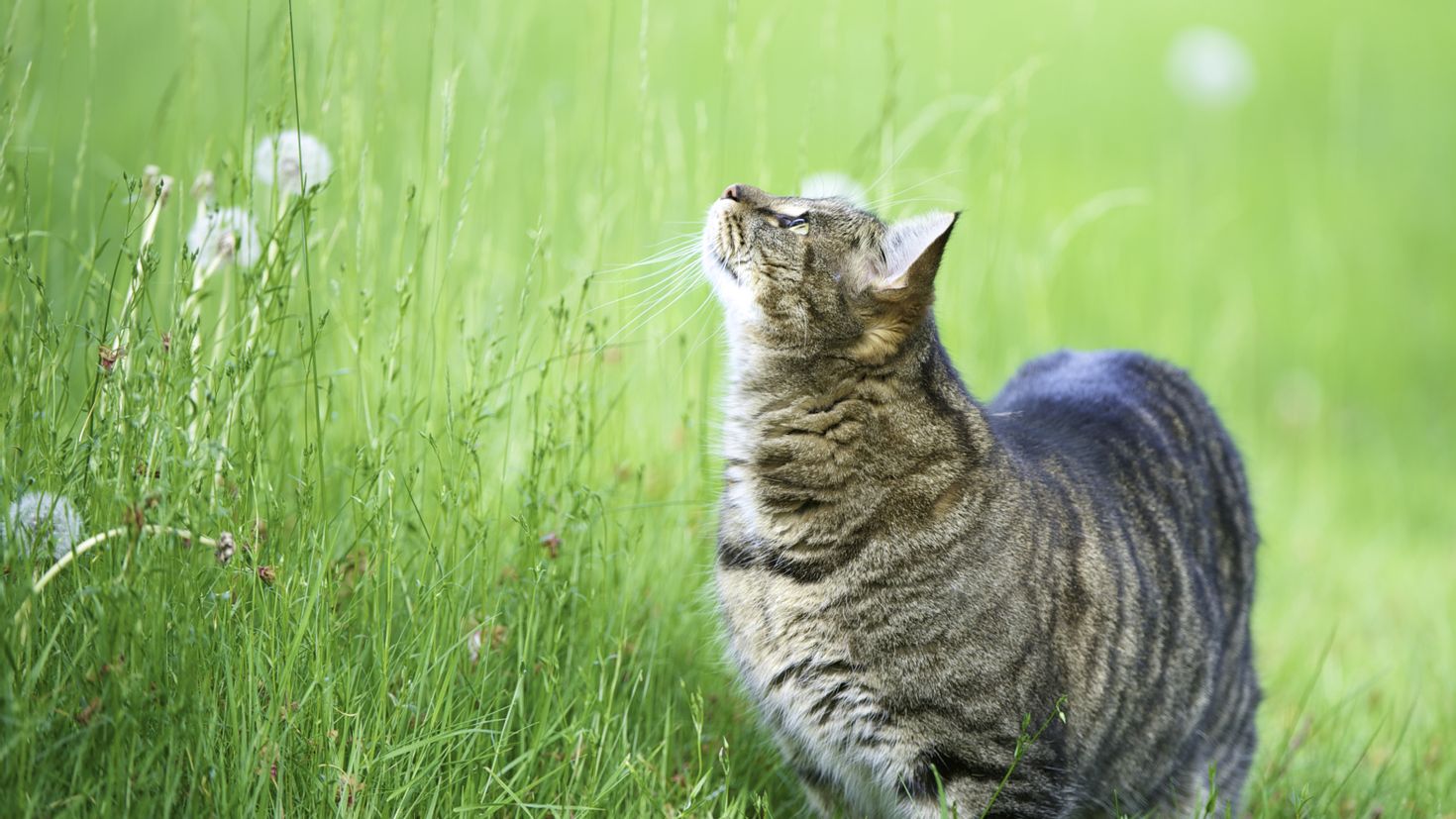 Grass animals. Котики на природе. Трава для кошек. Полосатая кошка. Кот в траве.