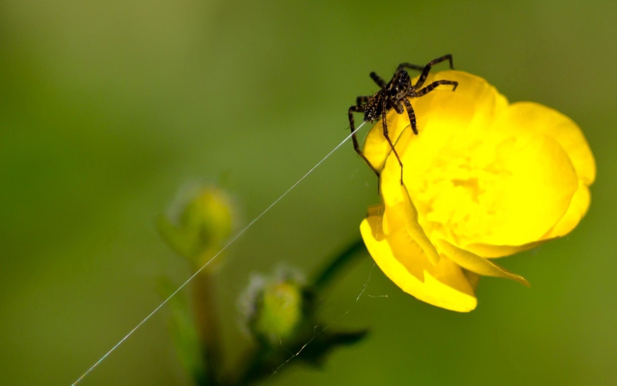 Download mobile wallpaper Spider, Web, Macro, Flower for free.