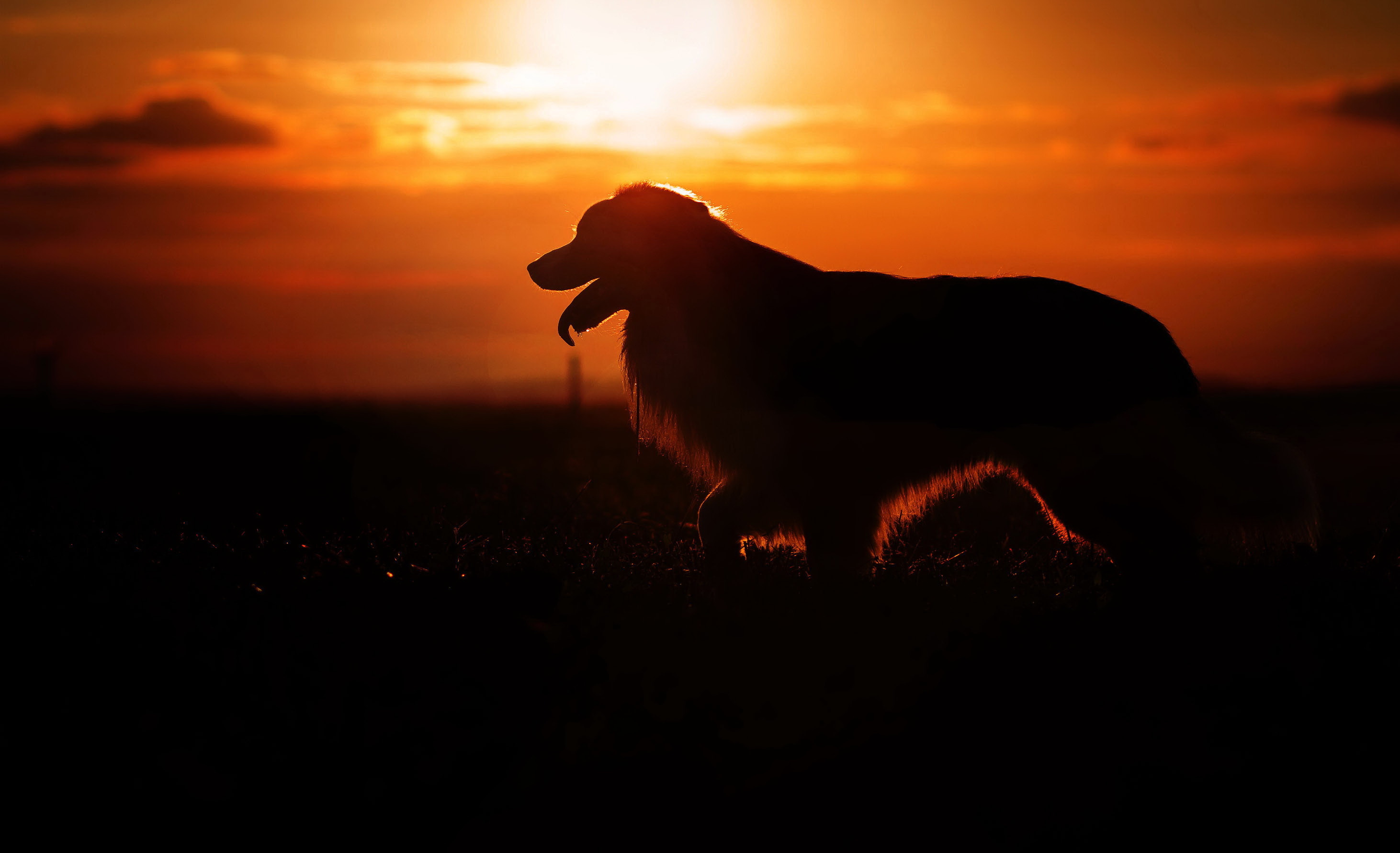 Собака на фоне заката