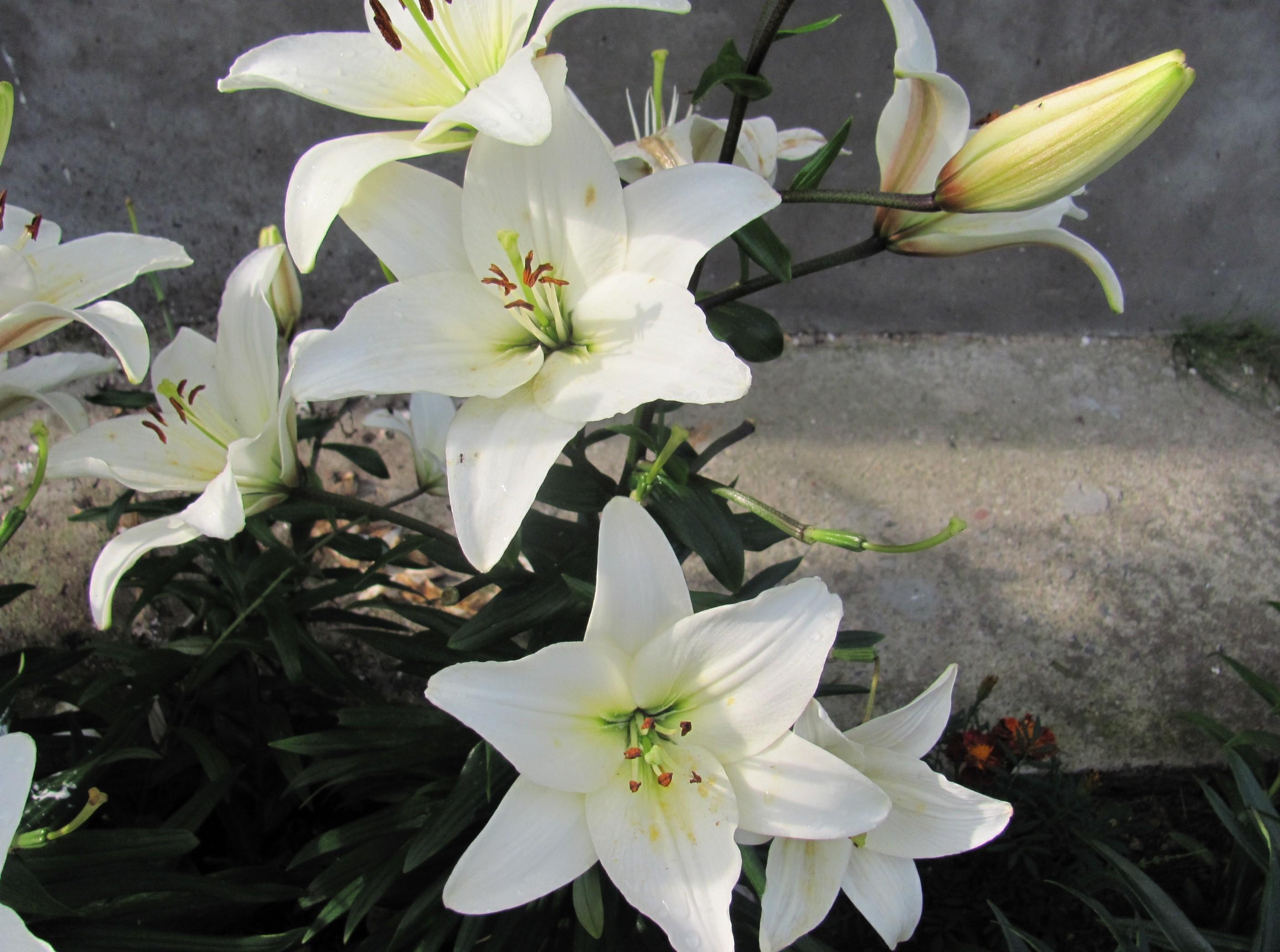 lilies, snow white, flowers, white, bud, greens, flower bed, flowerbed