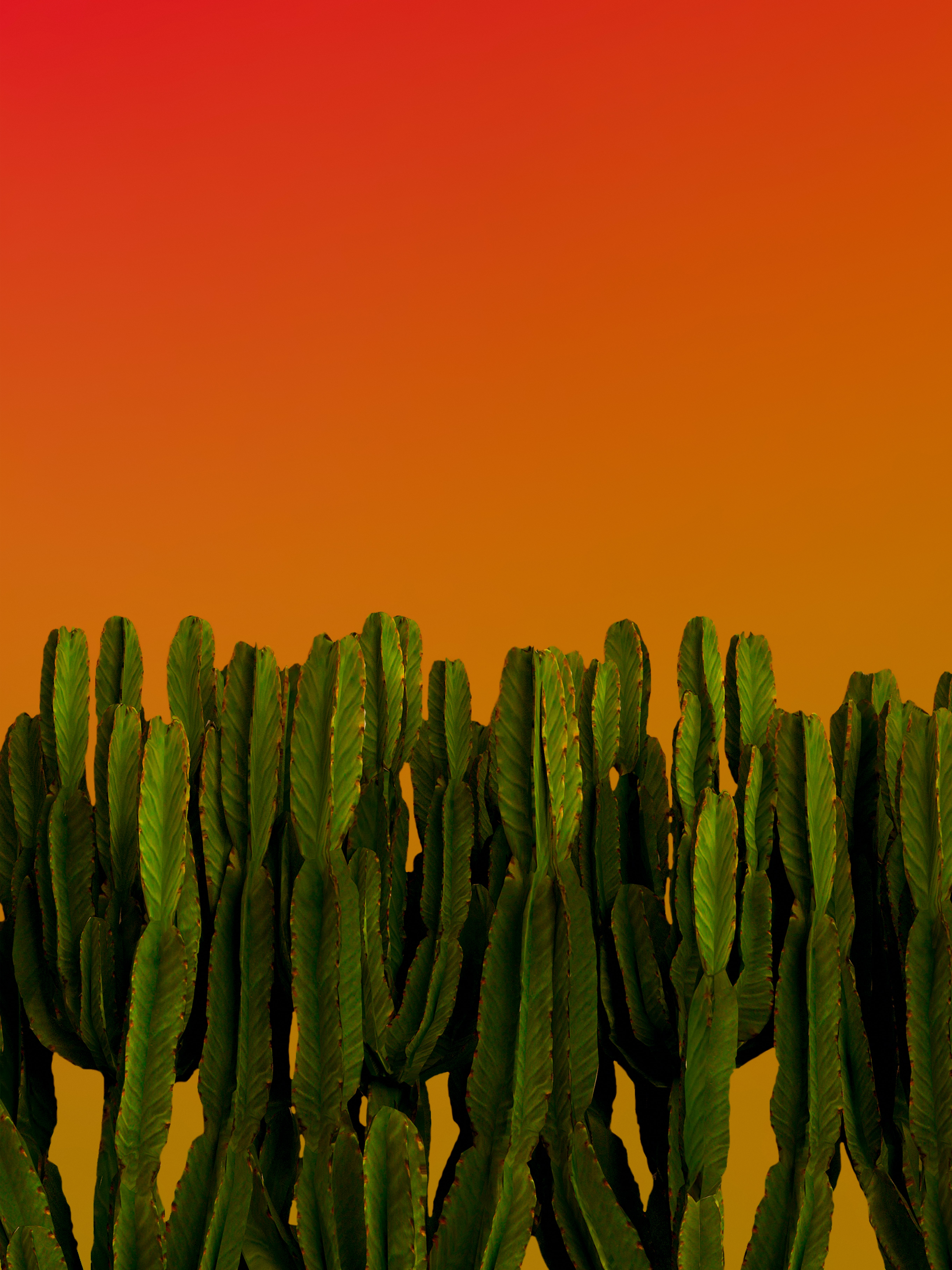 Baixe gratuitamente a imagem Cactus, Miscelânea, Variado, Plantas na área de trabalho do seu PC