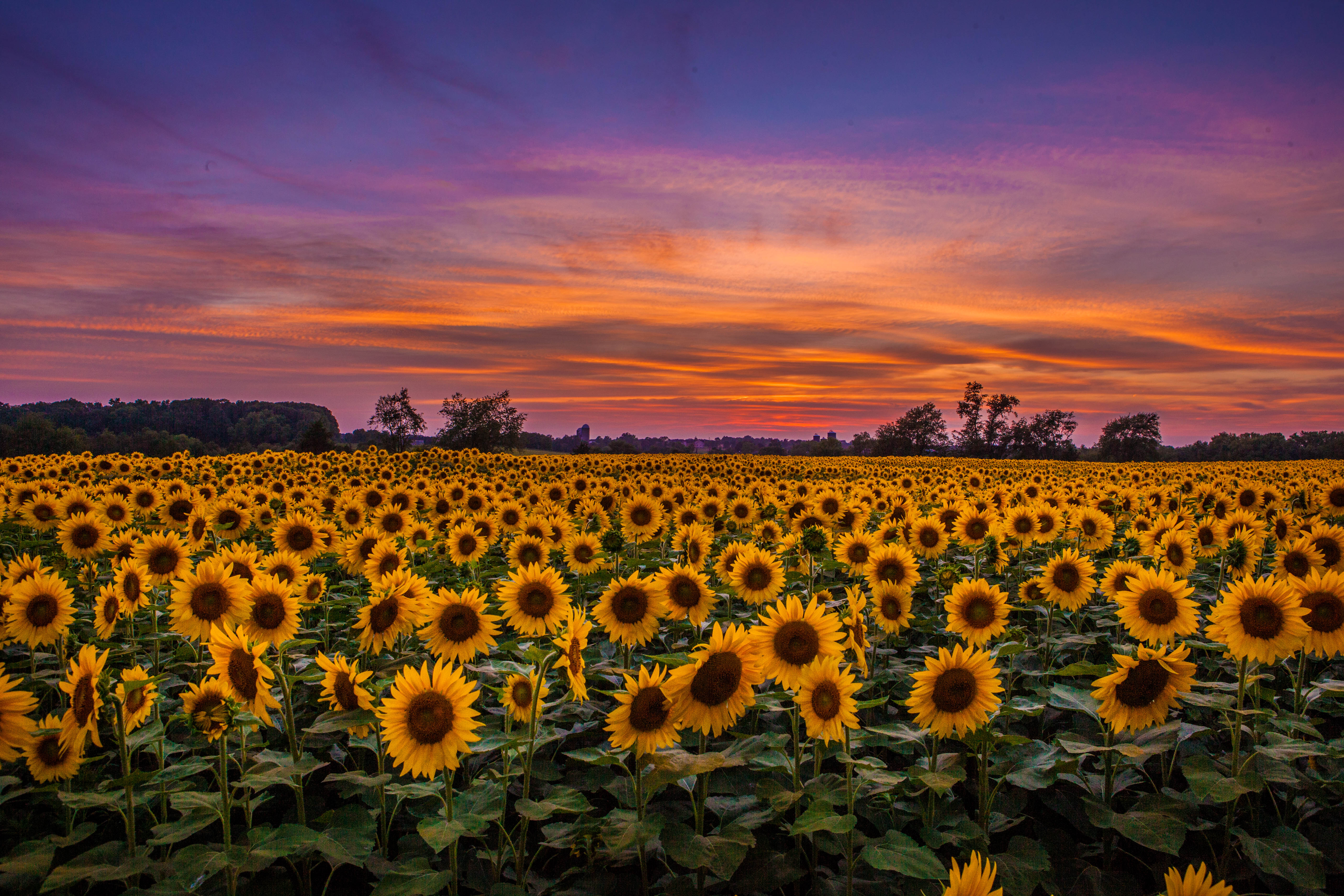 sunflowers, nature, sunset, sky, clouds, field 4K